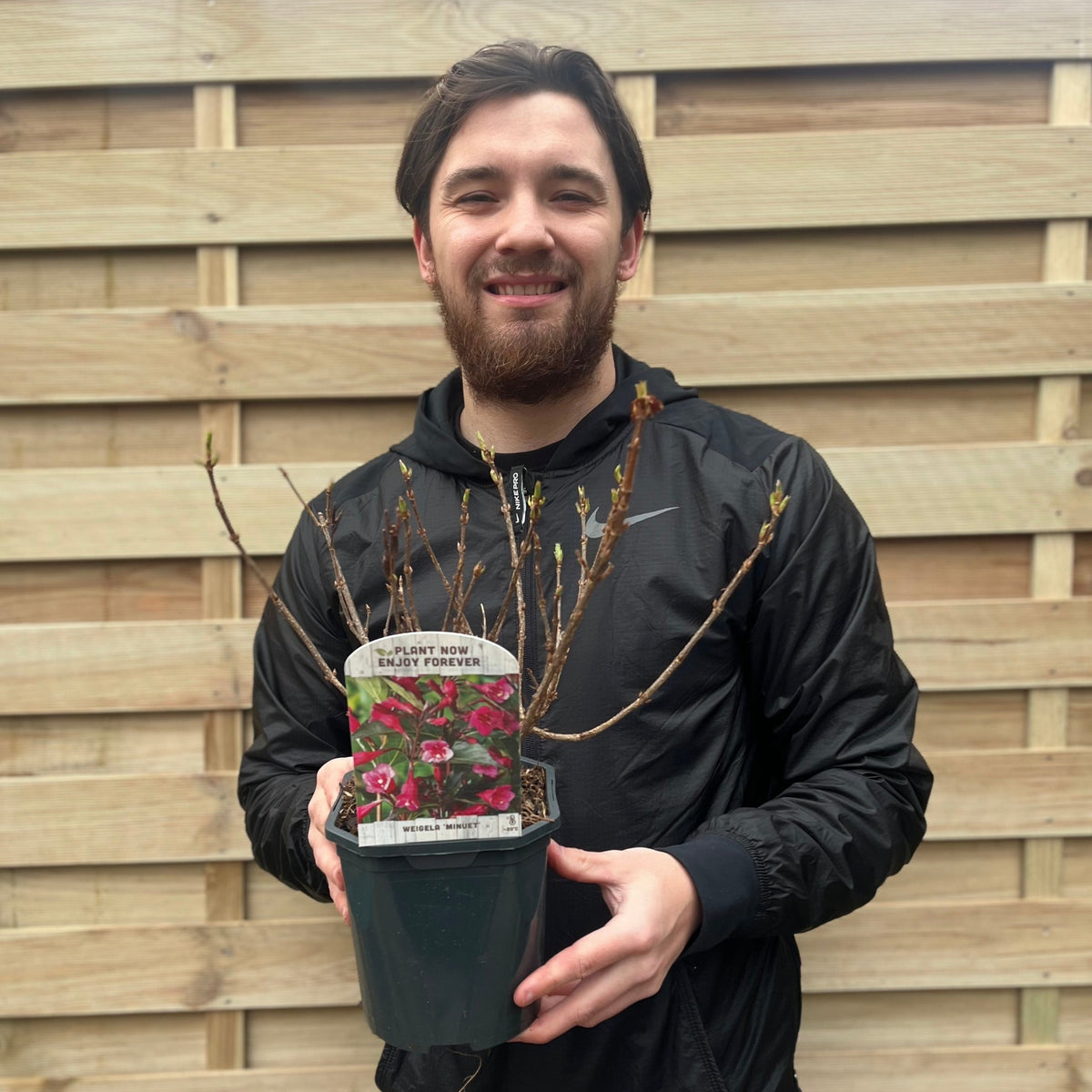 A bearded man with dark hair in a black jacket smiles while holding a potted Weigela &#39;Minuet&#39; (1L / 2L) with budding branches and a plant label in front of a wooden fence.