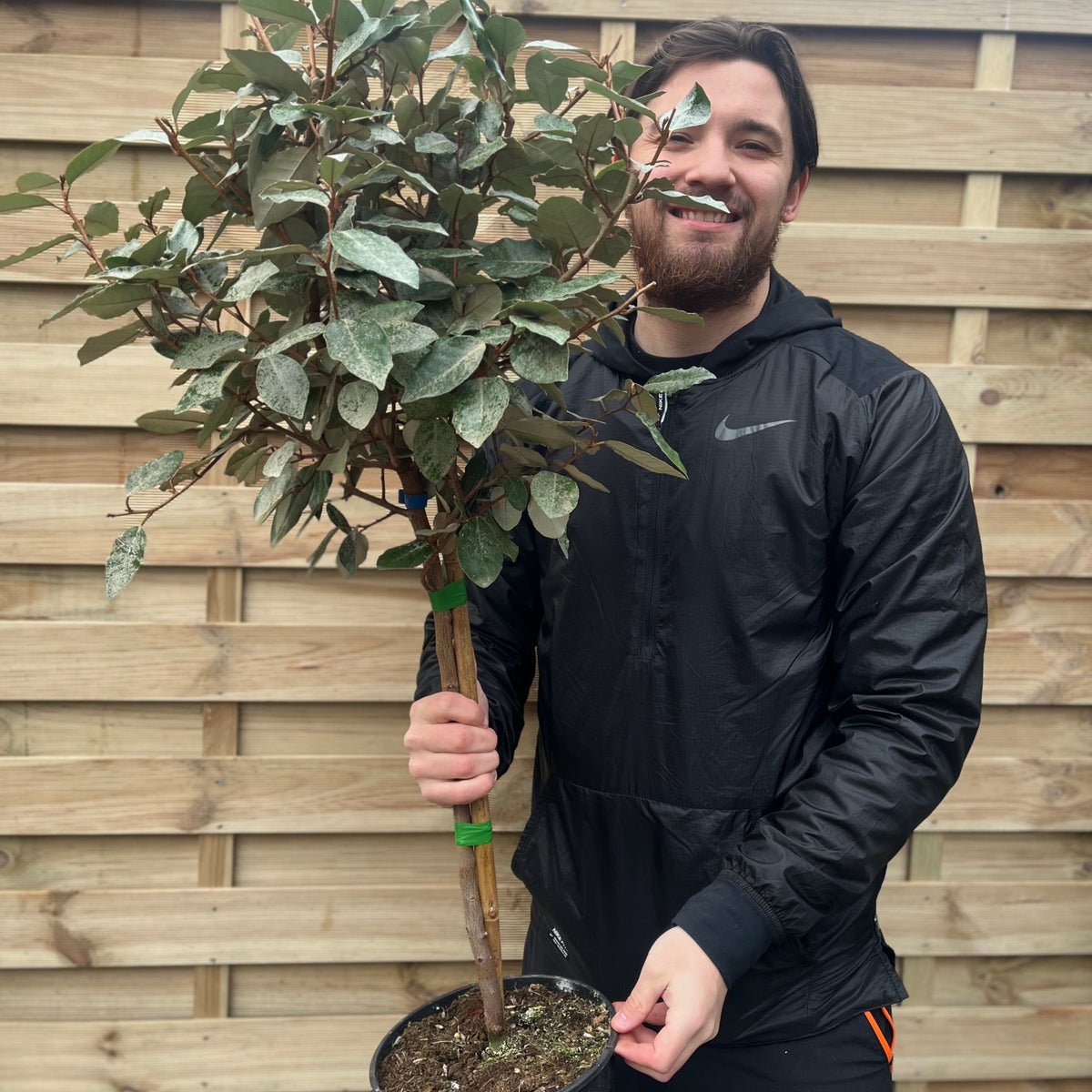 Elaeagnus x ebbingei Compacta Patio Tree (90-100cm)