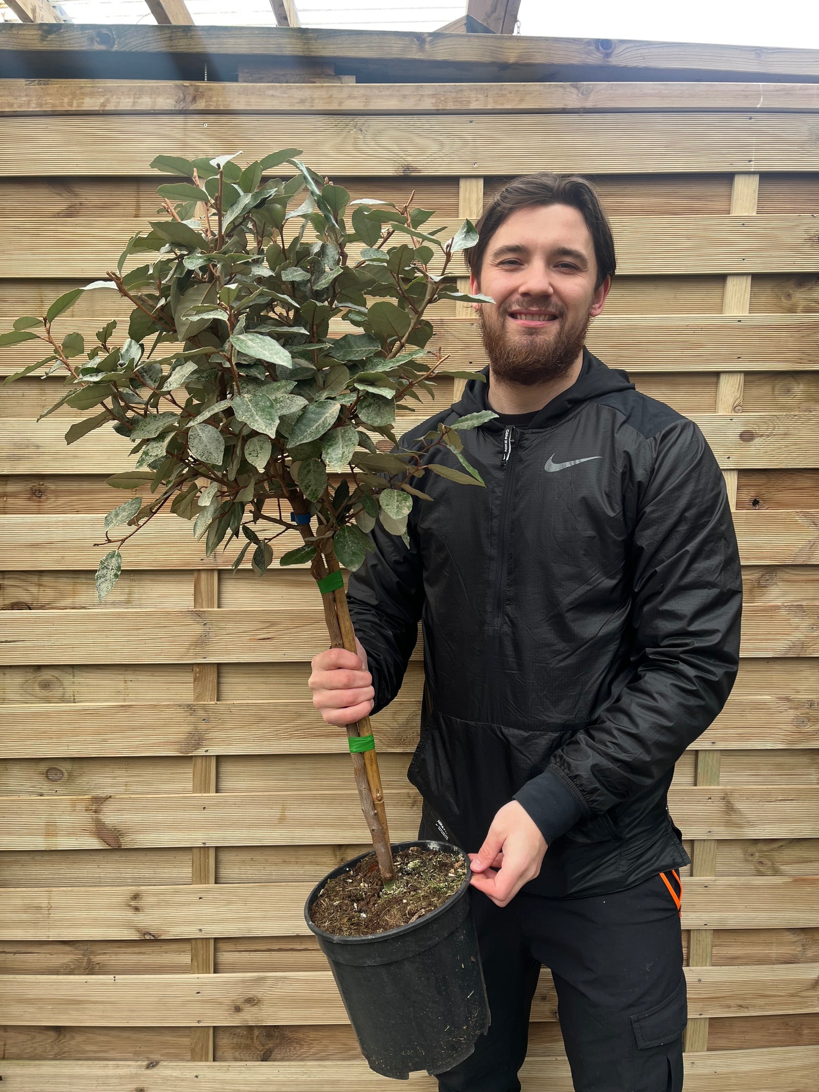 Elaeagnus x ebbingei Compacta Patio Tree (90-100cm)