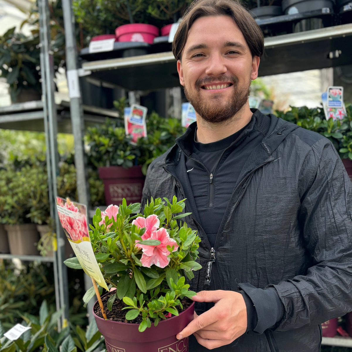 Azalea Encore &#39;Autumn Starburst&#39; 3L