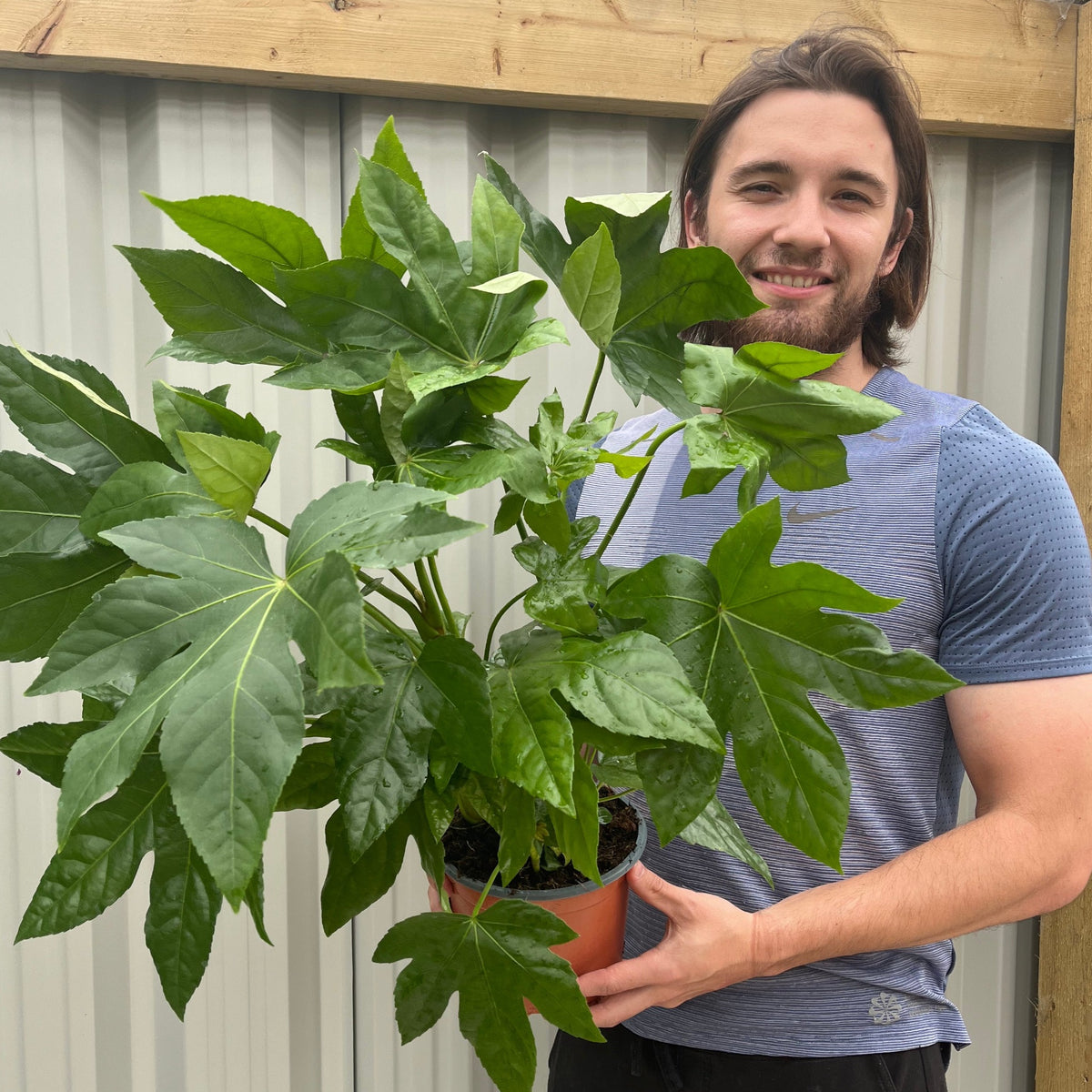 A person with long hair in a blue shirt smiles while holding a Fatsia japonica 9cm-5L, a shade-tolerant houseplant with large, glossy green leaves, standing outdoors by a metal fence and wooden beam.
