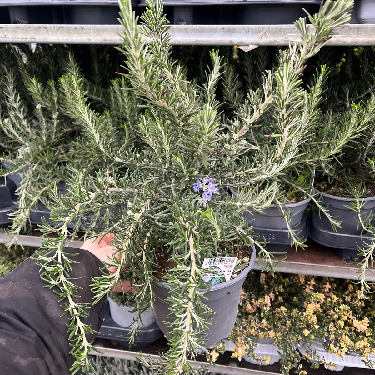 A hand holds a Rosmarinus officinalis &#39;Prostratus Group&#39; (9cm-2L) plant, displaying aromatic needle-like green leaves and small purple flowers. More potted plants are arranged on metal shelves in the background.