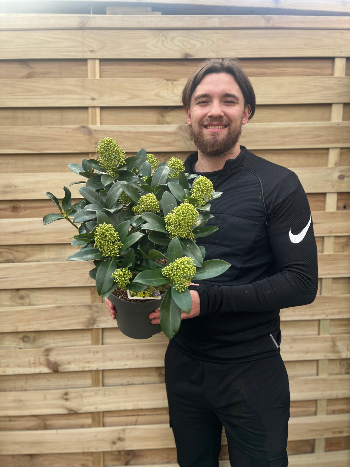 Skimmia japonica &#39;White Globe&#39; 3L