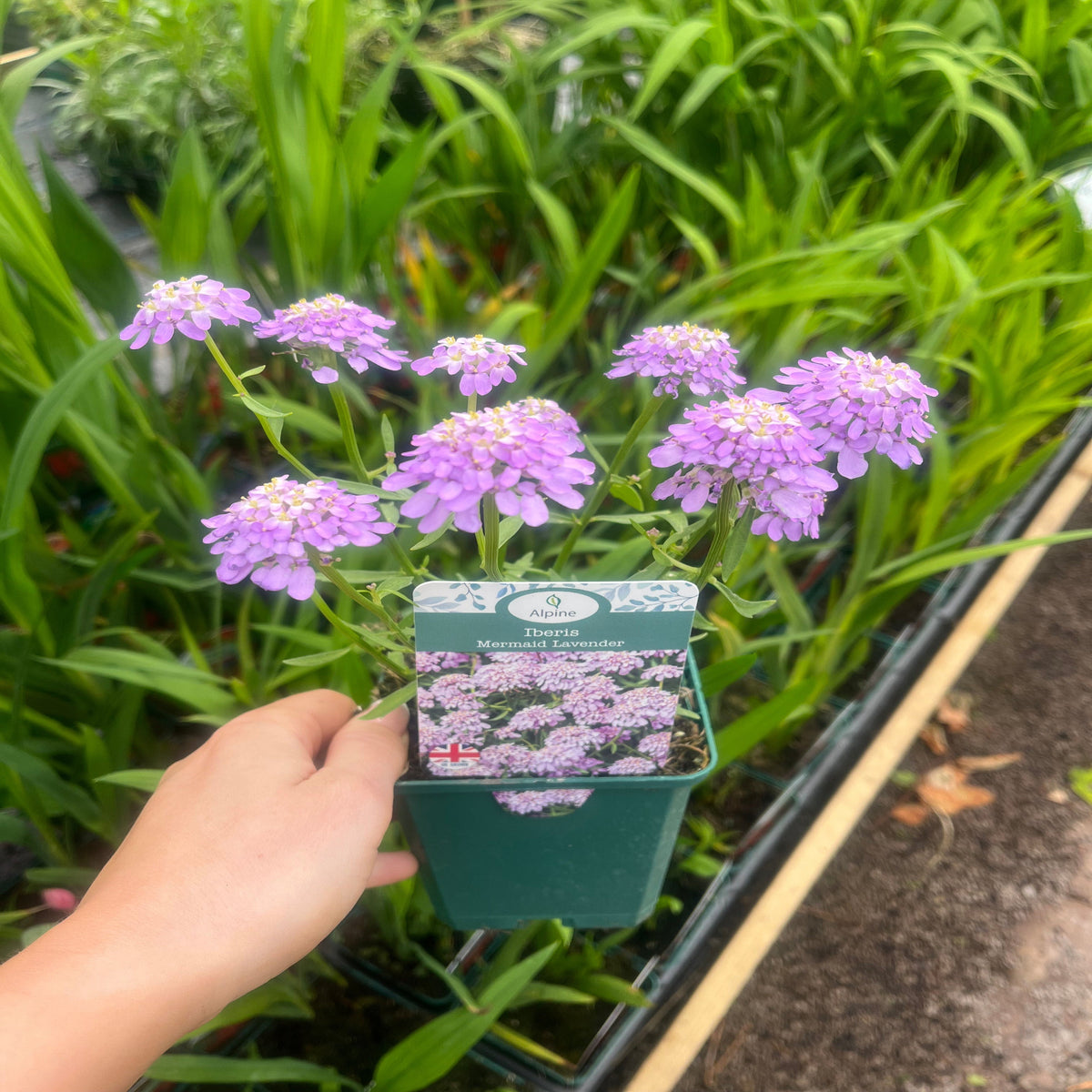 A hand holds a small green pot with blooming lavender-purple Iberis &#39;Mermaid Lavender&#39; flowers (9cm/1.5L) against a backdrop of green plants, highlighting this perennial special offer.