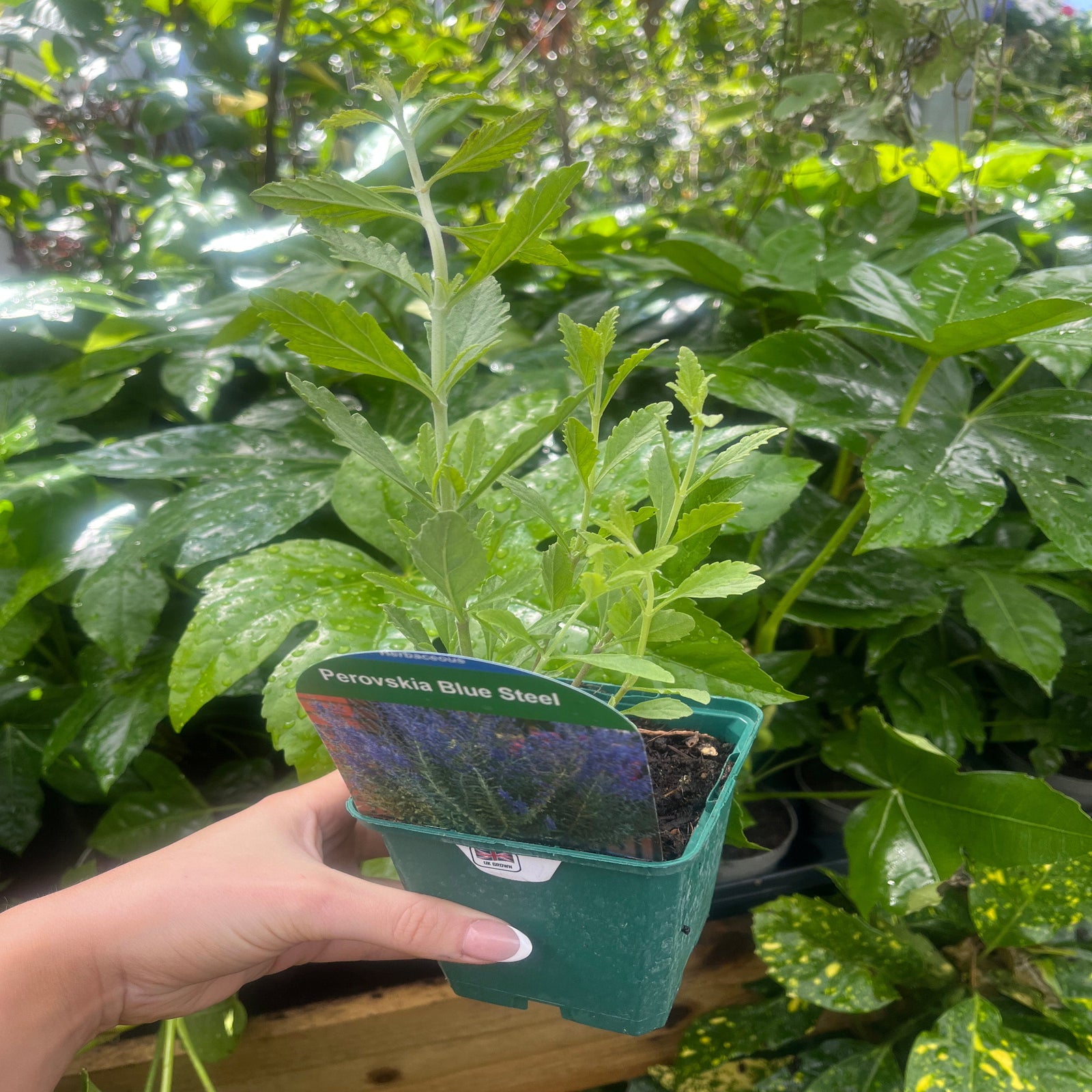 Perovskia 'Blue Steel' 9cm Pot features tall stems with clusters of small purple flowers above silvery-green foliage. This perennial is valued for its drought tolerance, making it a striking and resilient garden choice.