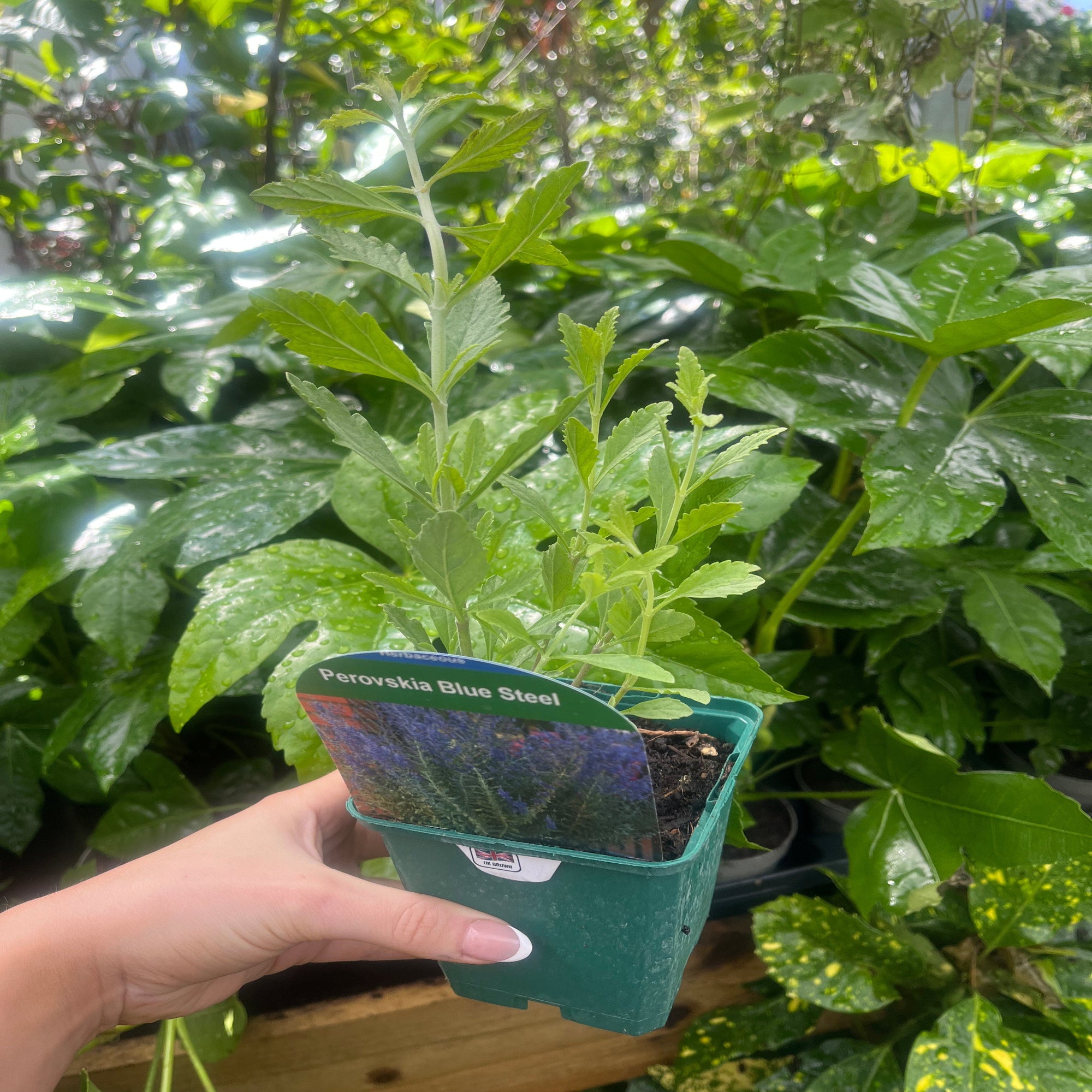 Perovskia 'Blue Steel' 9cm Pot