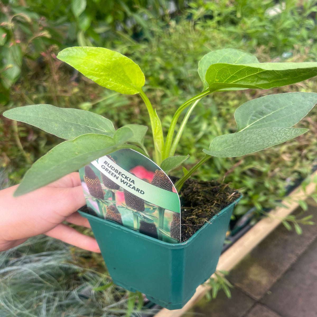 A hand holds a Rudbeckia Green Wizard (9cm) in a small green pot, showing its hardy green leaves and plant label, with other garden plants visible in the background.