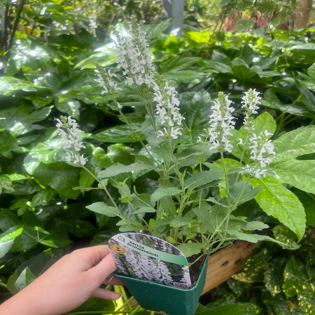 Salvia Schneehügel (9cm Pot)