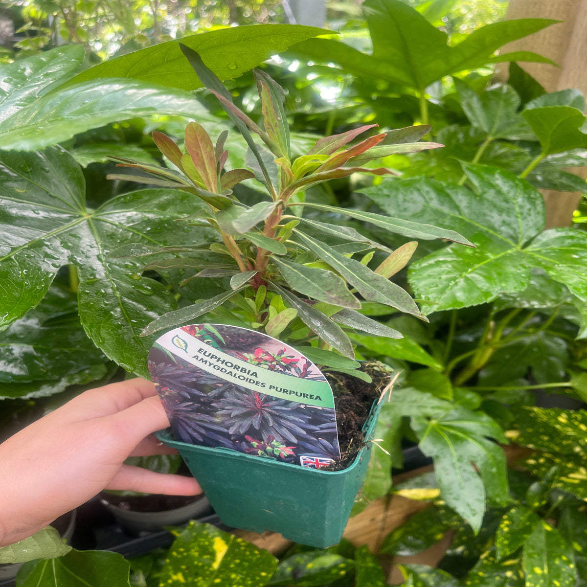 A hand holds a Euphorbia Amygdaloides &#39;purpurea&#39; in a 9cm/2L pot, featuring shade-loving foliage and vibrant yellow flowers.