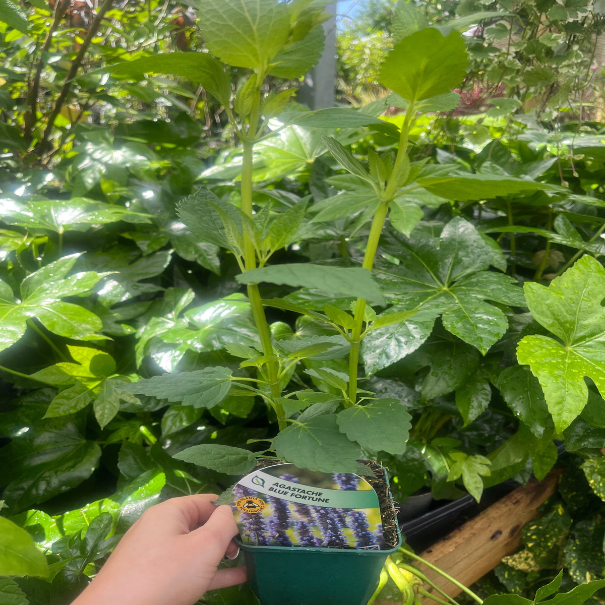 AGASTACHE &#39;Blue Fortune&#39; 9cm