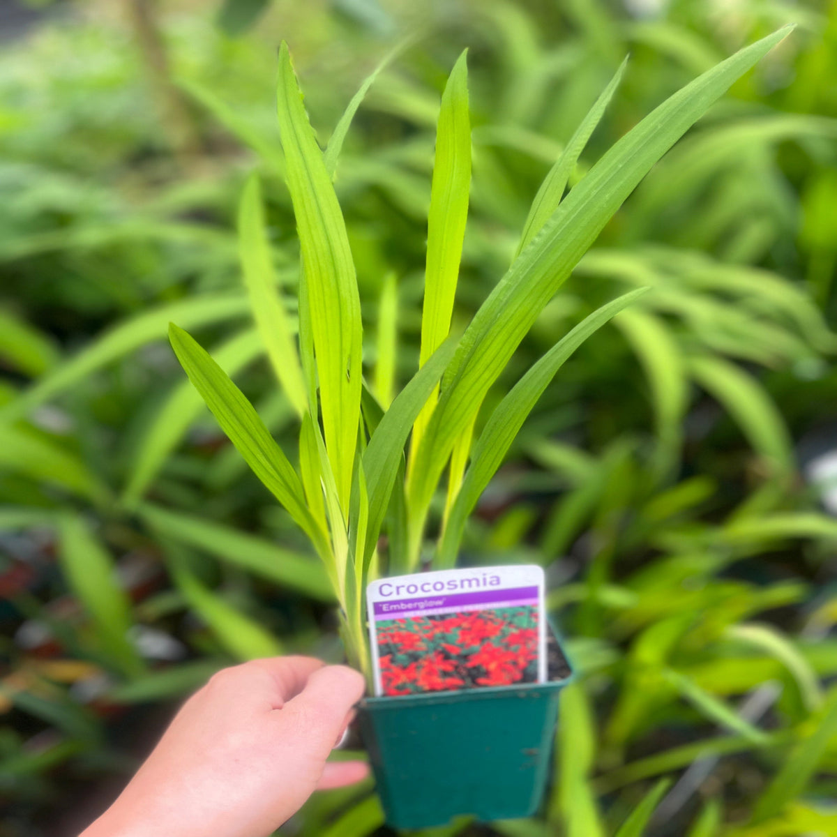 A hand holds a Crocosmia x crocosmiiflora &#39;Emberglow&#39; 9cm/2L pot with seedlings—a perennial prized for vivid red blooms, shown on the plant tag—while blurred green foliage fills the background.