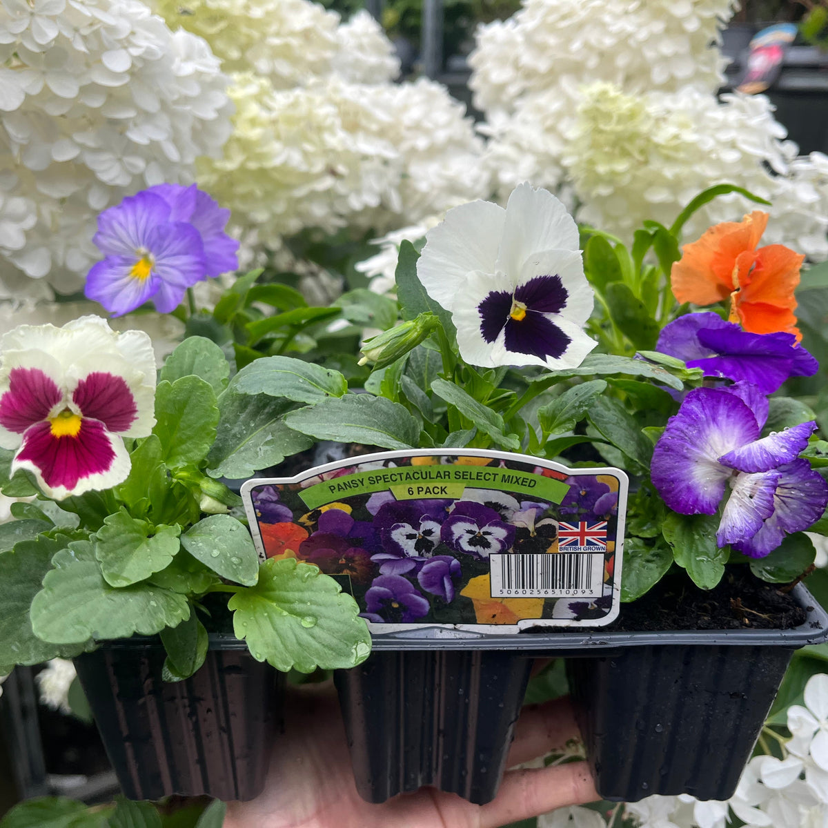 A hand holds a black tray with twenty brightly coloured pansies—purple, white, orange, and yellow—bedding plants set against large white flowers. A label on the tray reads 20 Pack Pansy Tray.