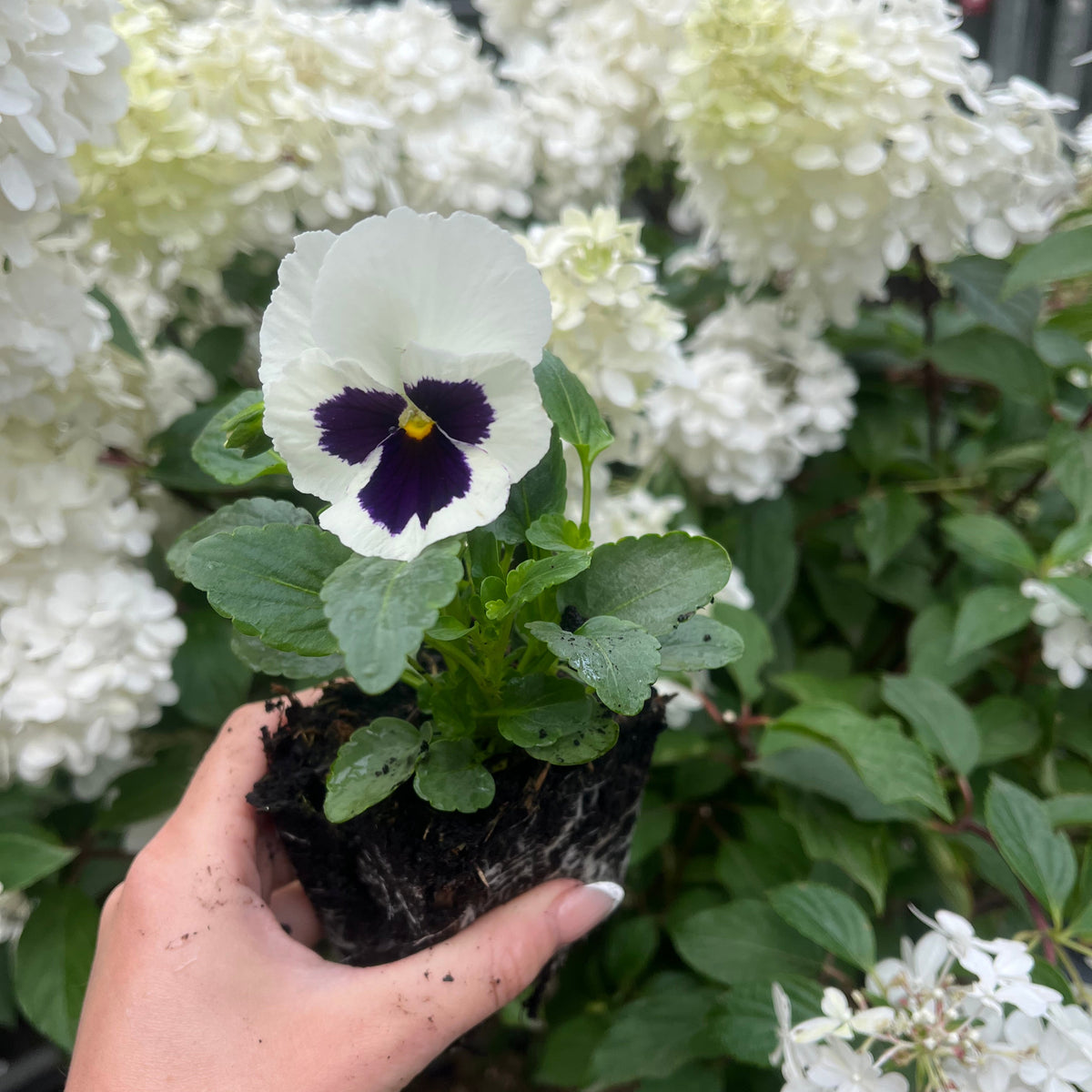 A hand holds a pansy from the 20 Pack Pansy Tray, featuring white petals with a dark purple center, set against lush white hydrangea flowers.