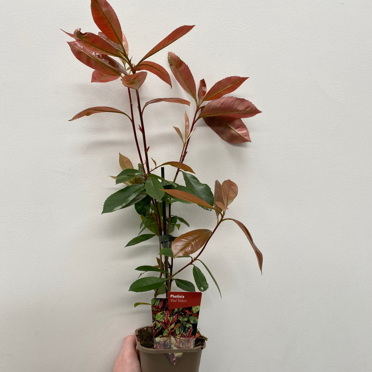 Photinia x fraseri &#39;Red Robin&#39;