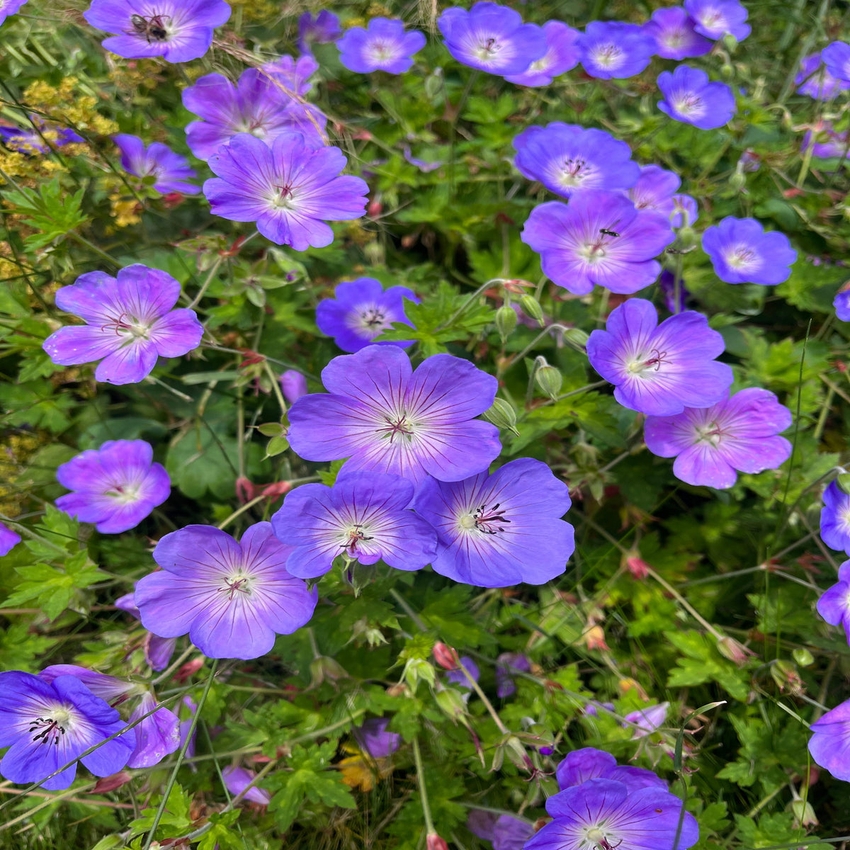 Geranium &#39;Rozanne&#39; 9cm / 2L