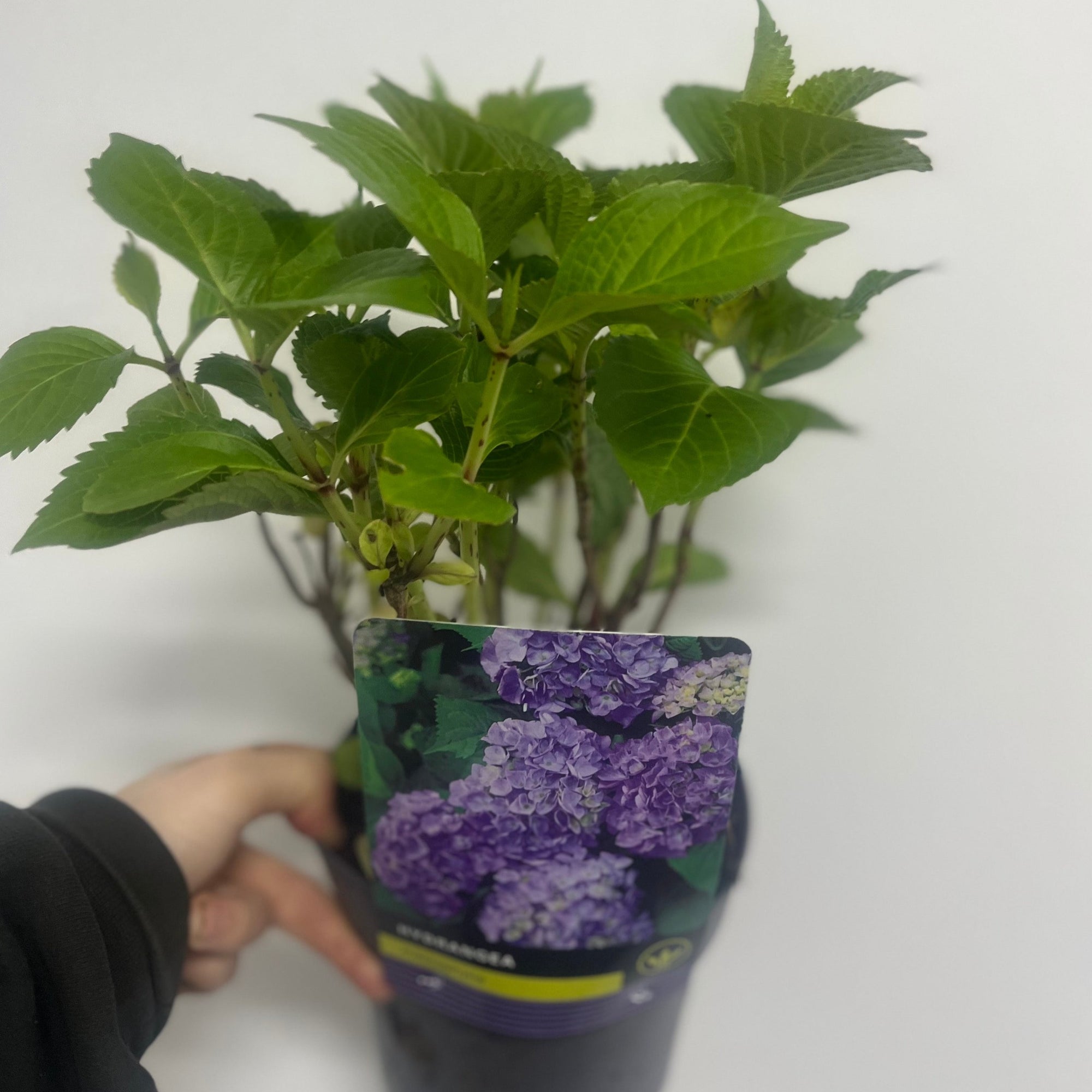 Hydrangea macrophylla 'Purple Ball' 1.5L