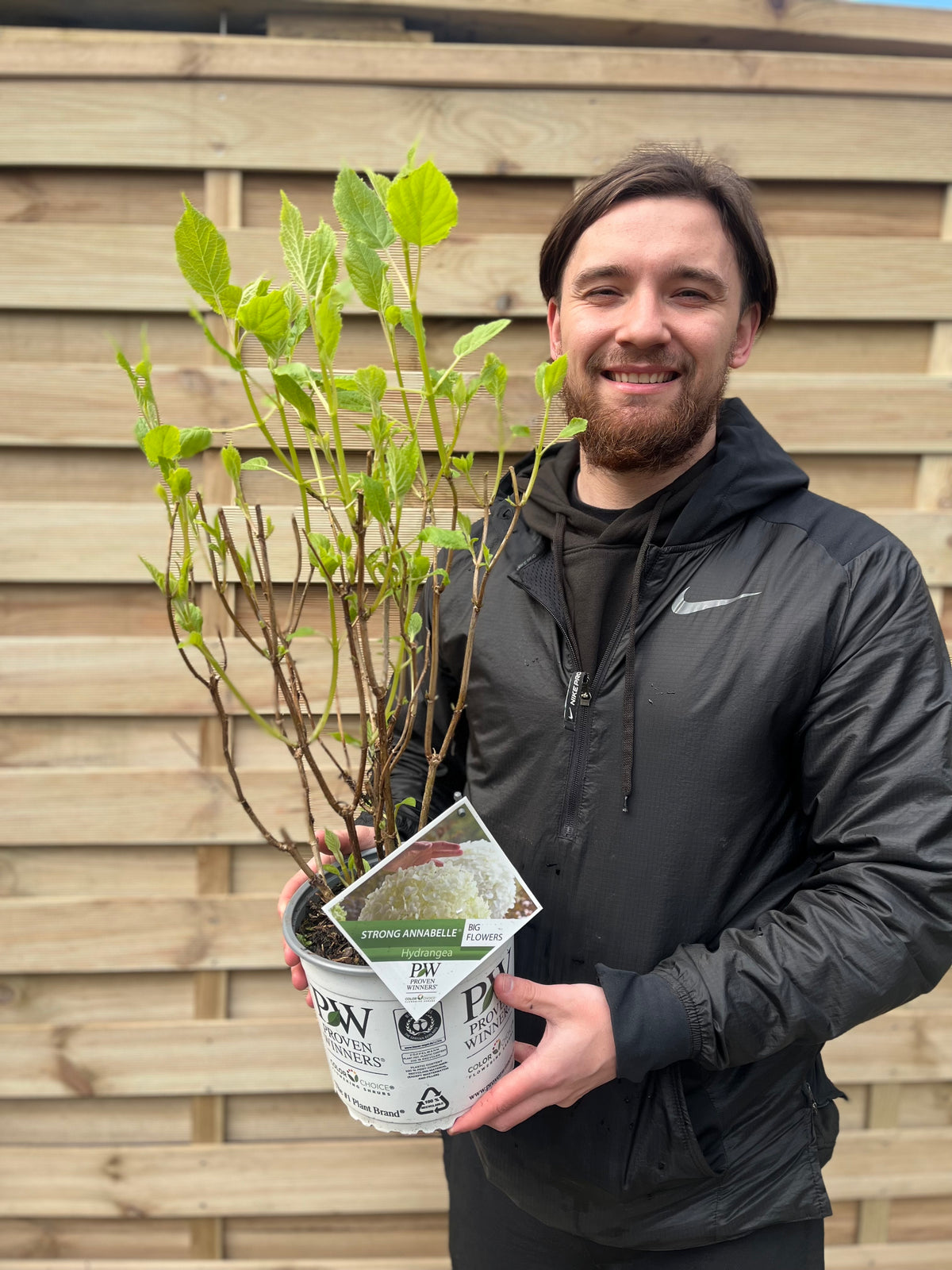 Hydrangea arborescens &#39;Incrediball&#39; / &#39;Strong Annabelle&#39; 3L / 5L / 7.5L / 10L / 20L