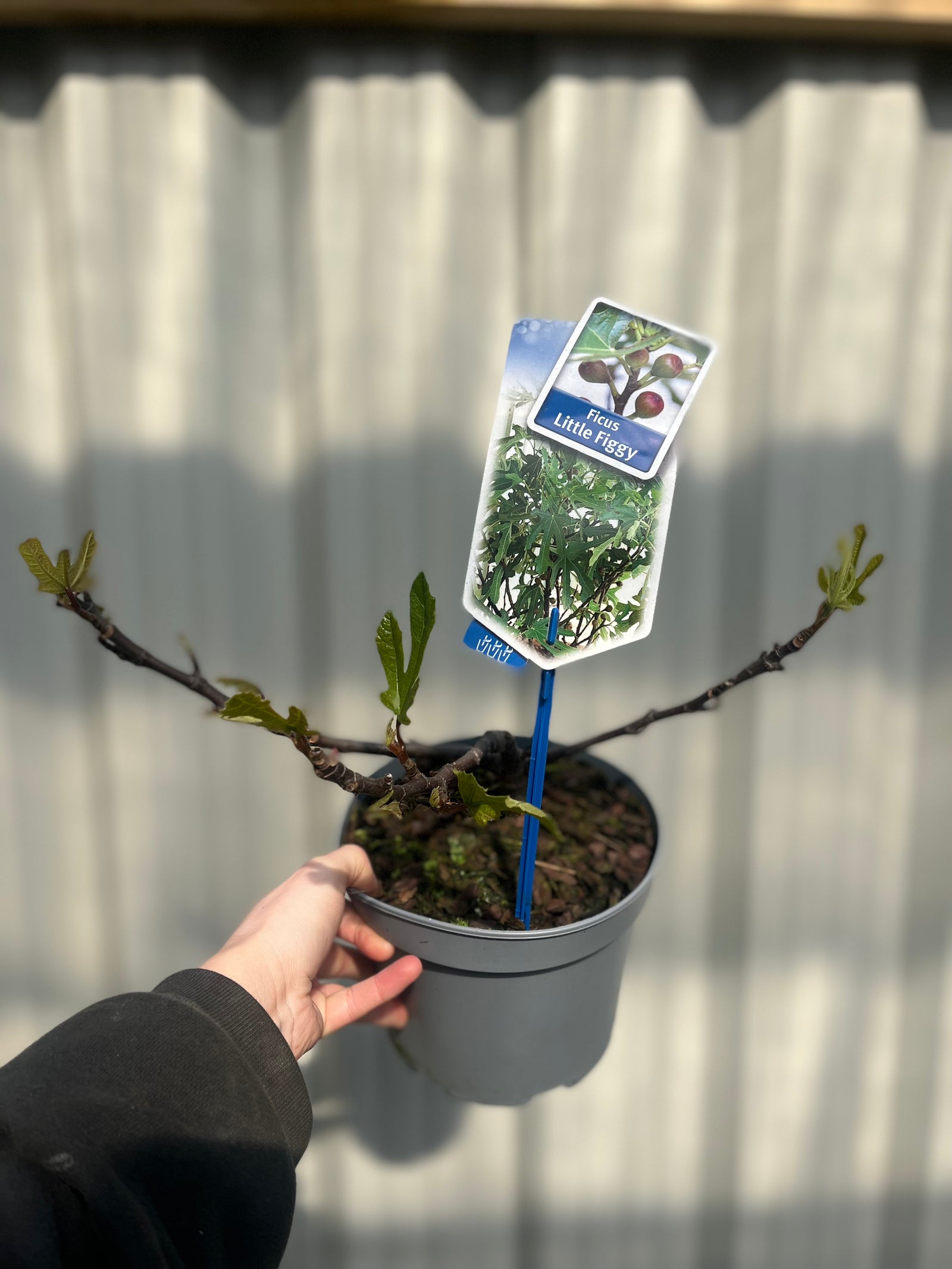 A small, unripe fig grows on a brown stem of the Ficus carica 'Little Miss Figgy' 2L, a compact fig tree, with large green leaves bathed in sunlight.