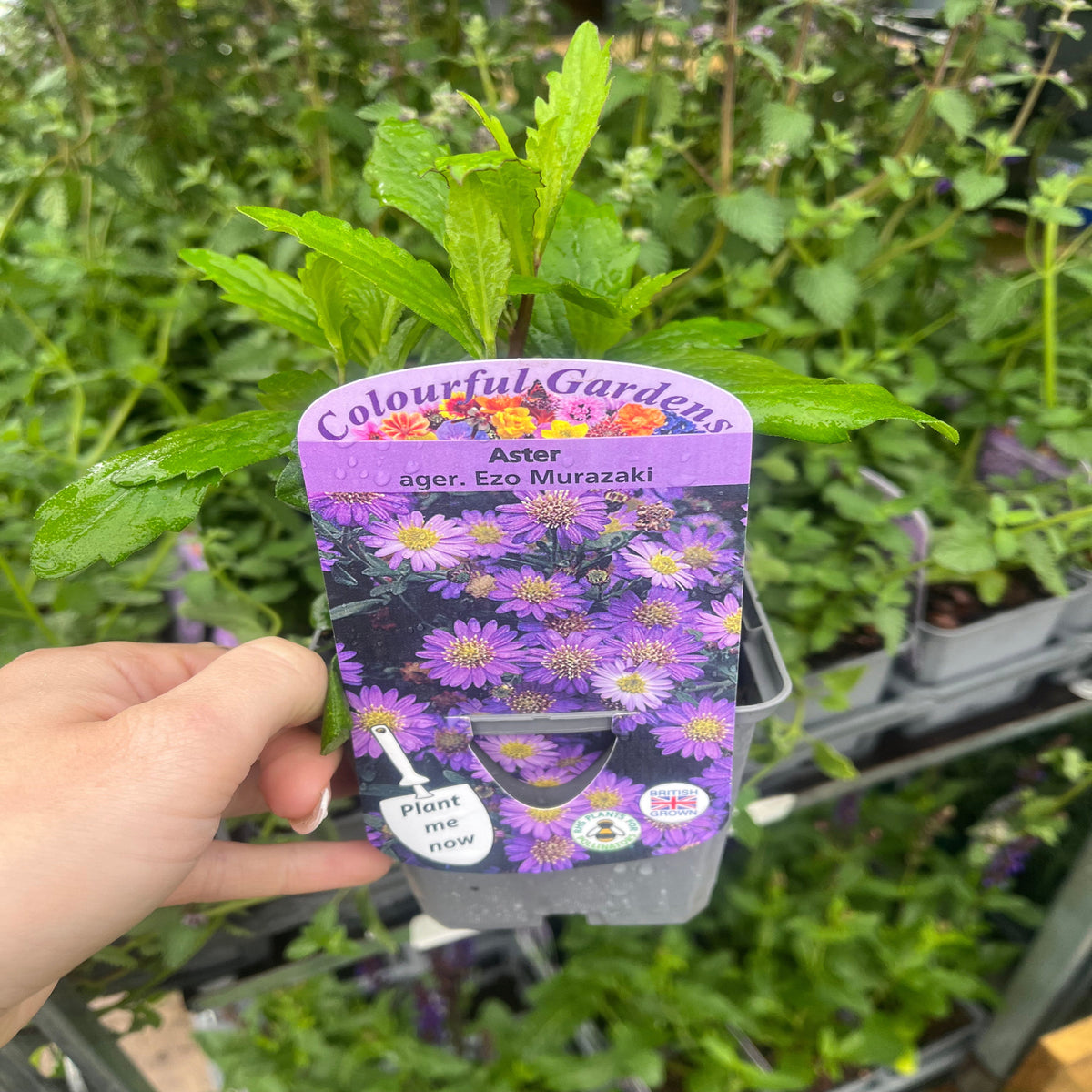 Mix of 3 Asters (3 x 9cm Pots)