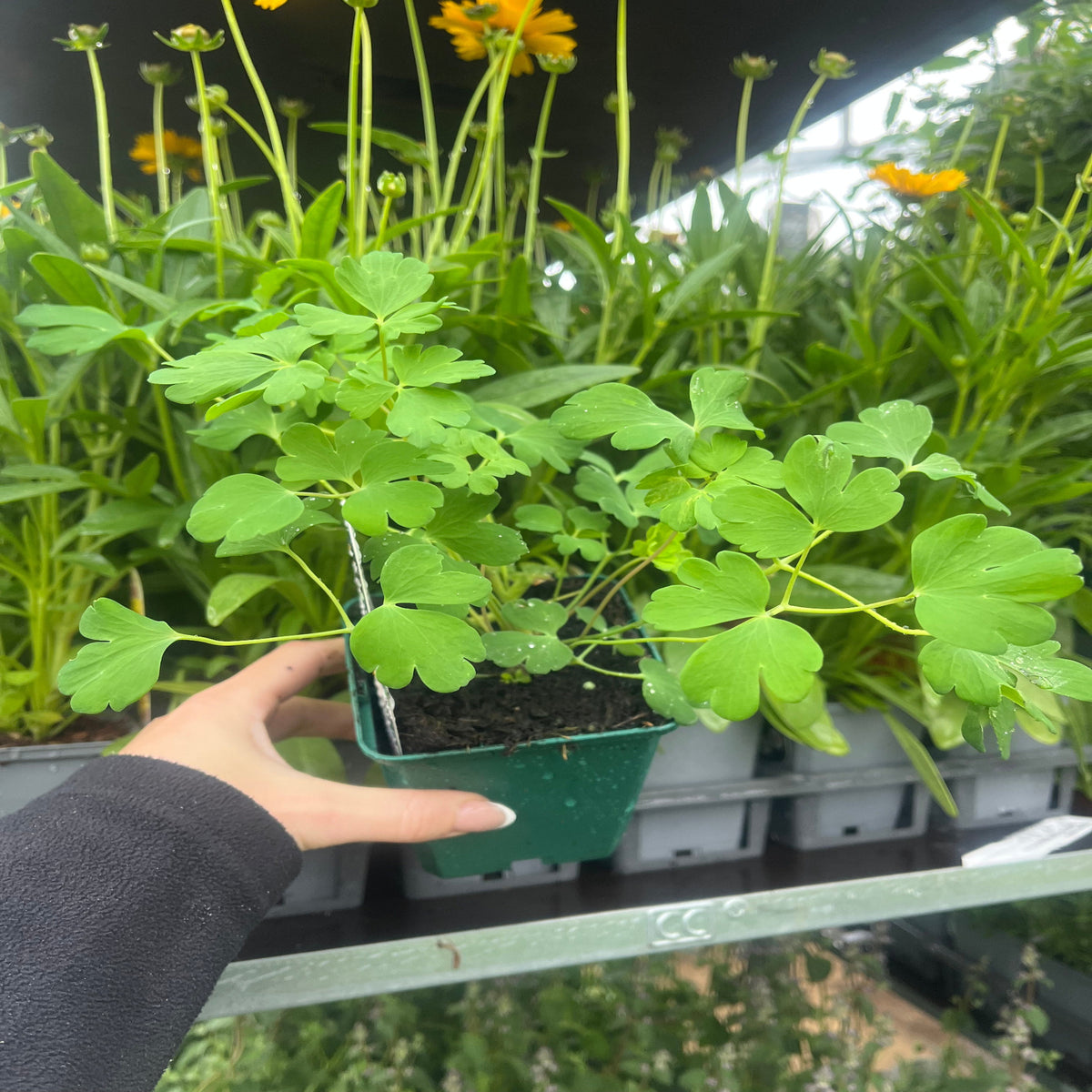 A hand holds a small green plant with rounded leaves before a display of Aquilegia caerulea &#39;Tequila Sunshine&#39; 9cm, a long-flowering perennial, surrounded by leafy plants and yellow flowers in a garden center.