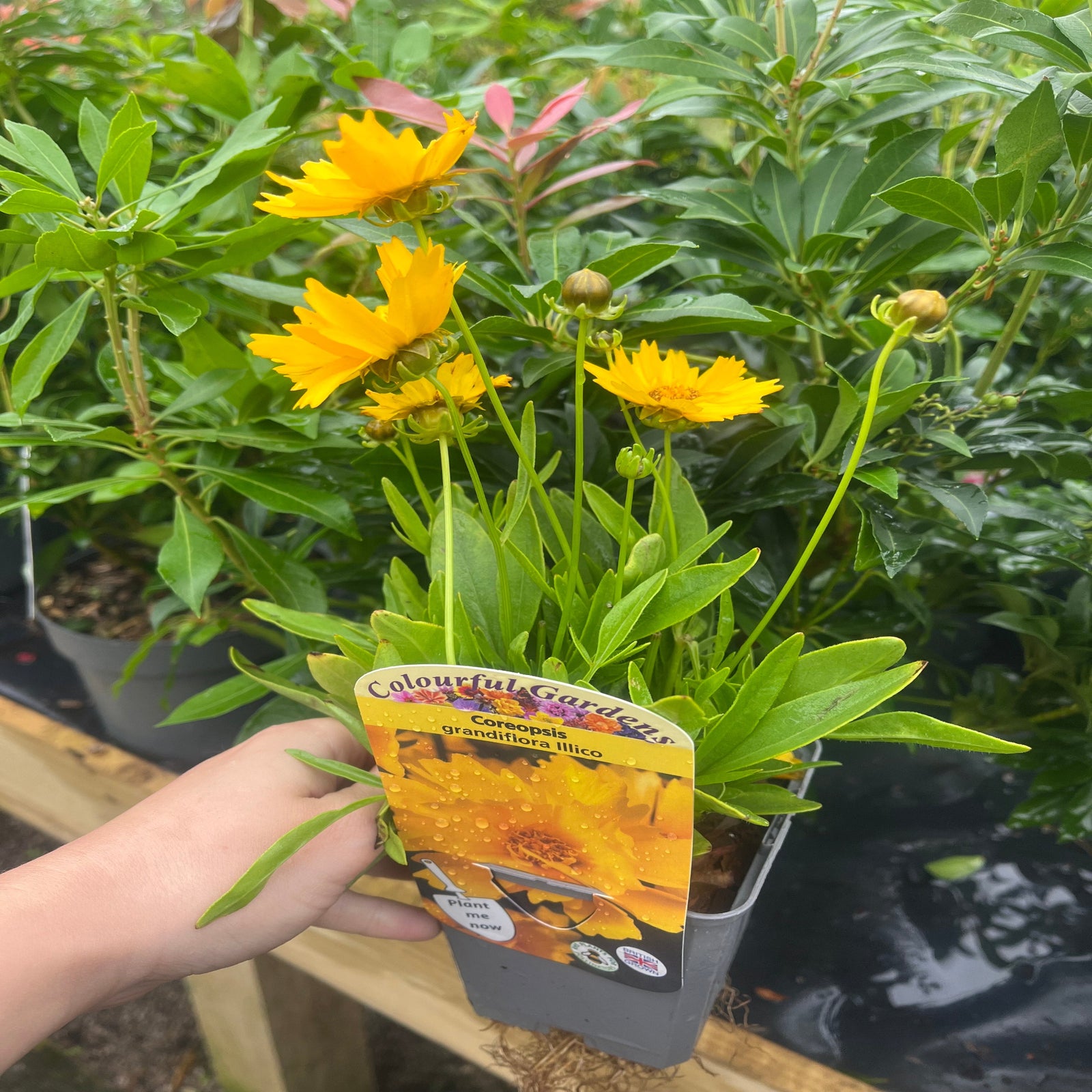 Coreopsis grandiflora 'Illico' 9cm/1.5L features bright yellow, jagged-petaled blooms with orange centers, clustered amid green foliage. This pollinator-friendly perennial brings vibrant color and charm to any garden.