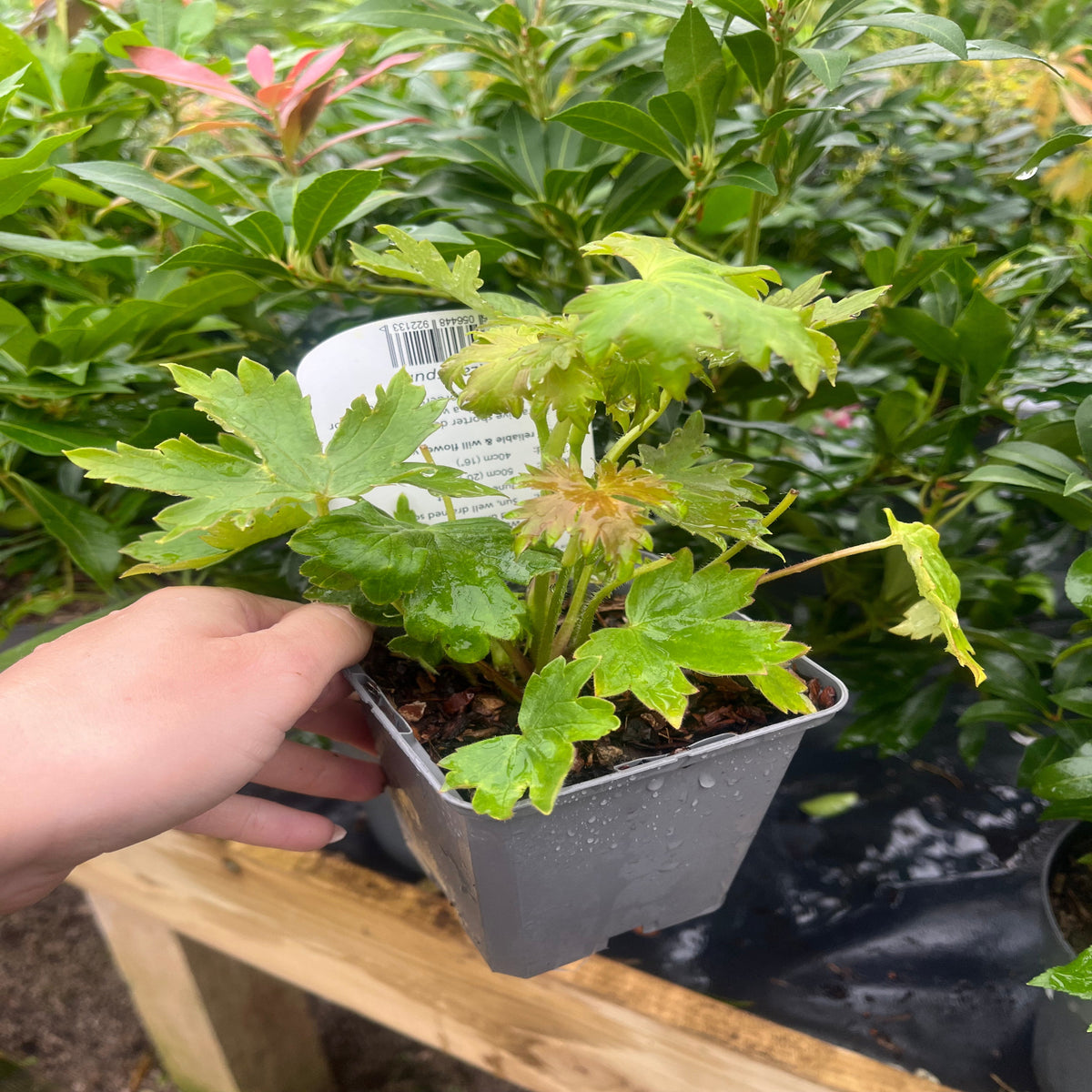 A hand holds a labeled 9cm Delphinium &#39;Blue Bird&#39; pot with a young plant. The gray pot sits damp on a wooden surface, surrounded by other green plants and perennial flowers in the background.