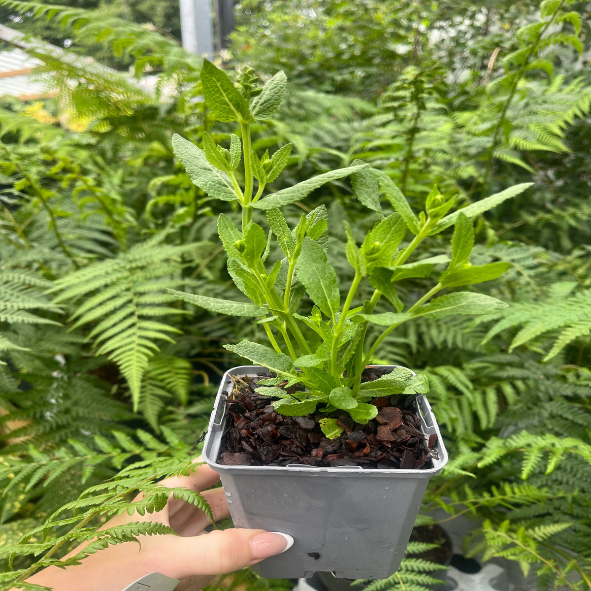 A hand holds a gray pot with a young Salvia nemorosa &#39;Synchro White&#39; (9cm/1.5L/2L), a drought-tolerant perennial, against a background of lush ferns and greenery.