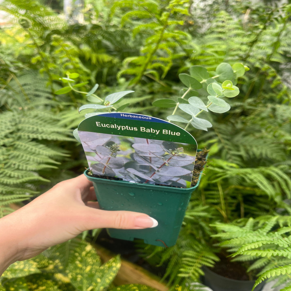 Eucalyptus pulverulenta &#39;Baby Blue&#39; 9cm/2L