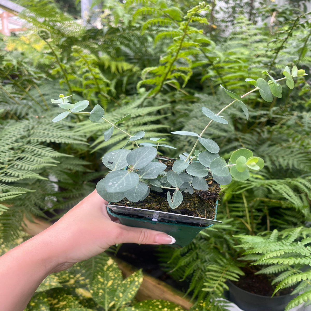 Eucalyptus pulverulenta &#39;Baby Blue&#39; 9cm/2L