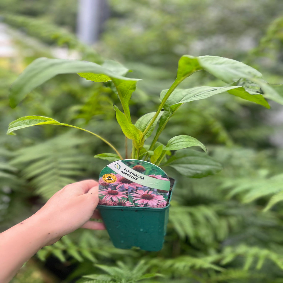 Echinacea &#39;Magnus&#39; 9cm Pot
