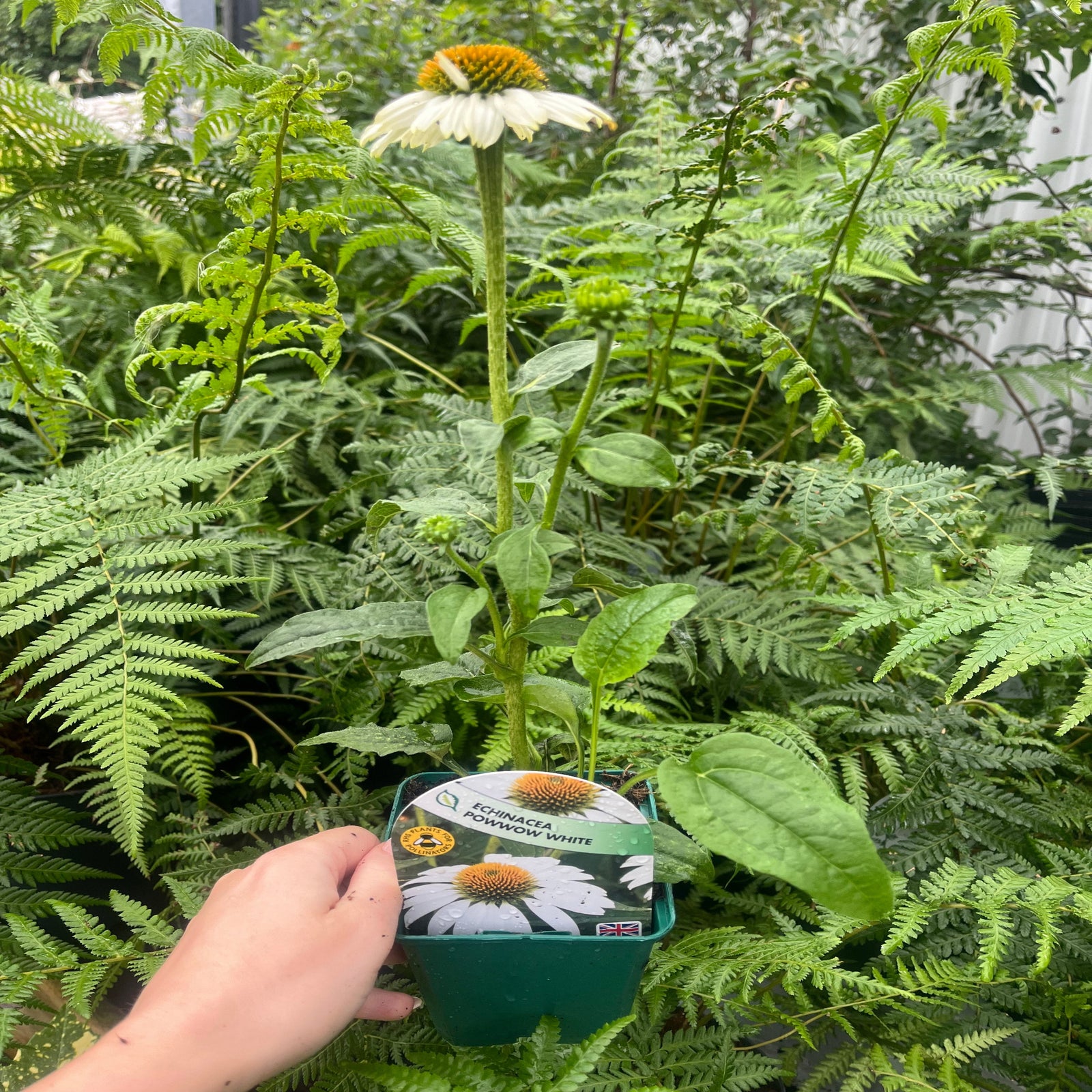 Close-up of Echinacea 'Pow Wow White' 9cm Pot, a compact, drought-tolerant perennial coneflower with spiky yellow-green centers, lush green leaves, and soft, blurred background foliage.