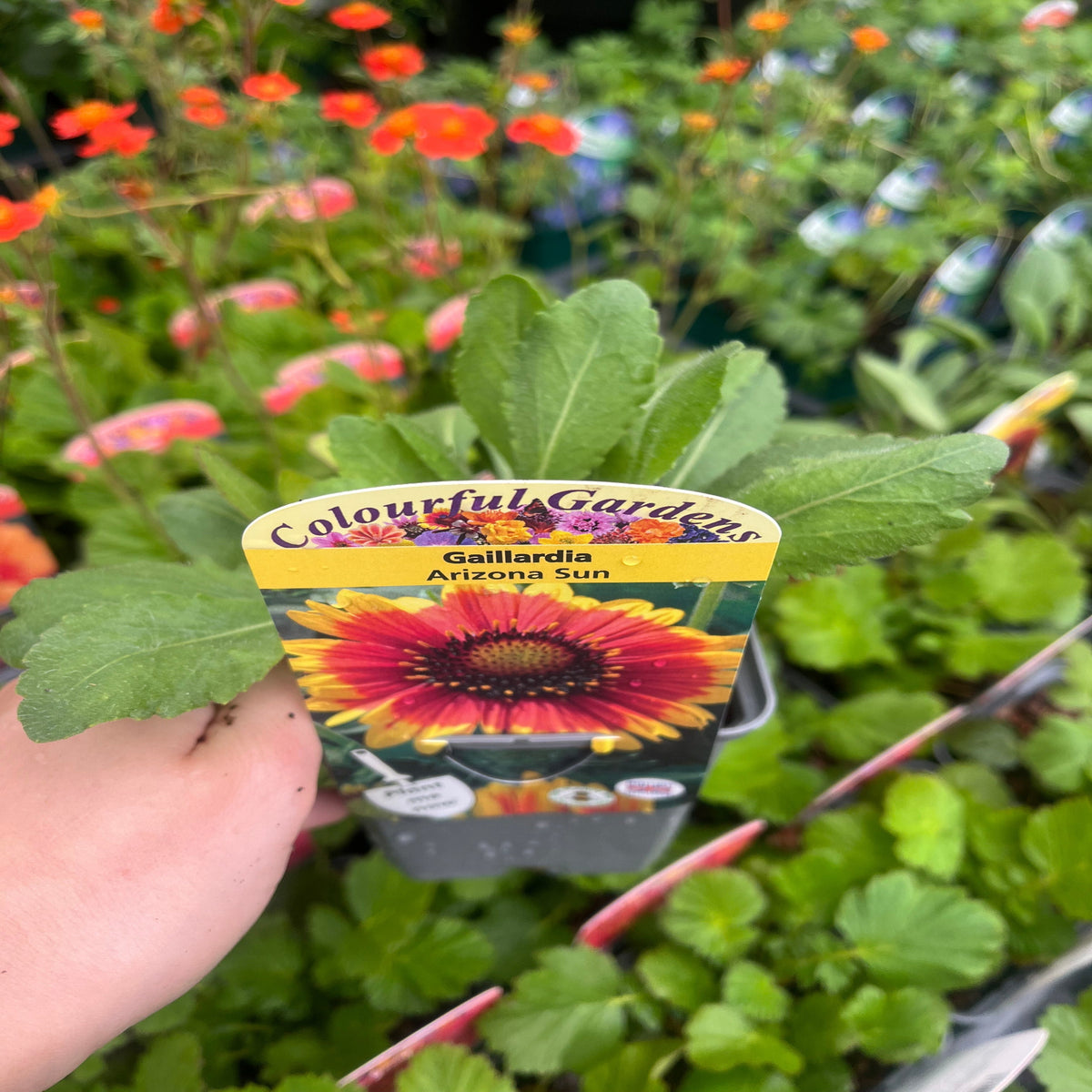 Gaillardia &#39;Arizona Sun&#39; 9cm/2L