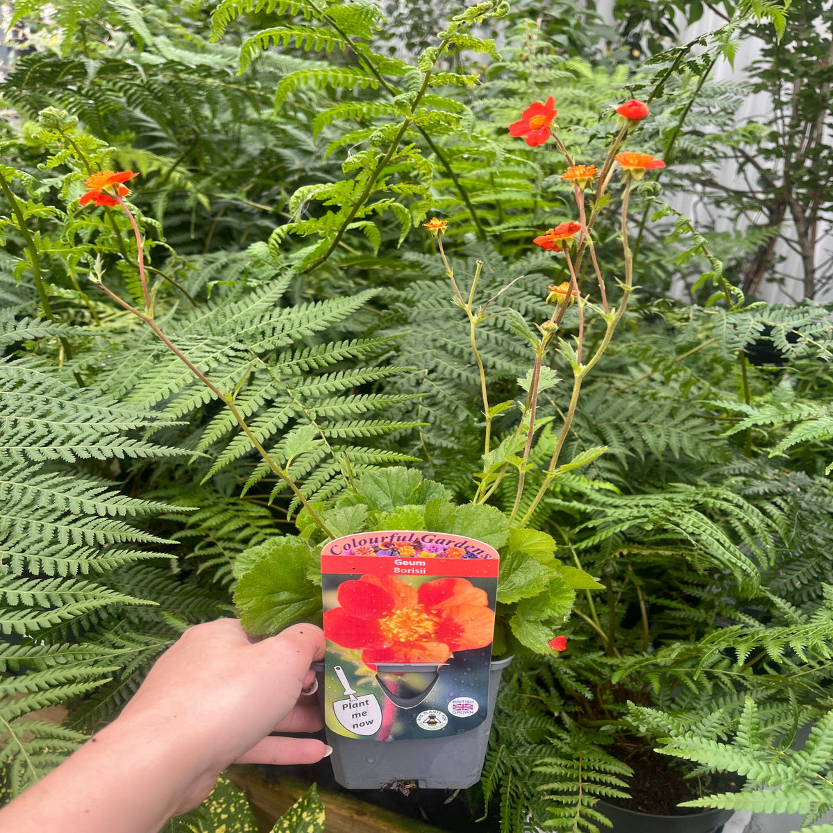 A hand holds a potted Geum Borisii 9cm perennial featuring bright orange-red blooms, set against lush green ferns. The plant tag shows a photo of the flowers and care details.