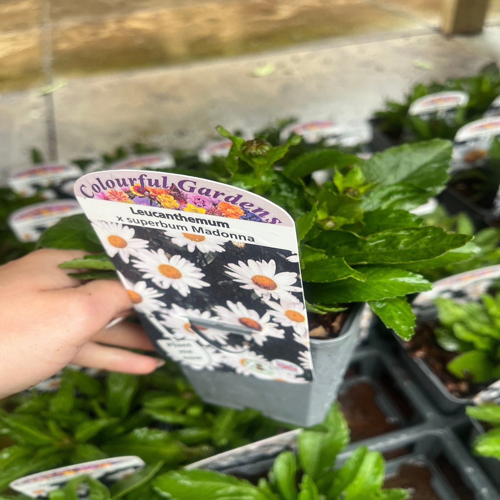 Close-up of Leucanthemum 'Snow Lady' in a 9cm/1.5L Growers Pot, displaying its bright yellow center and white petals amid green stems and blurred blooms, captured outdoors in vivid natural light.