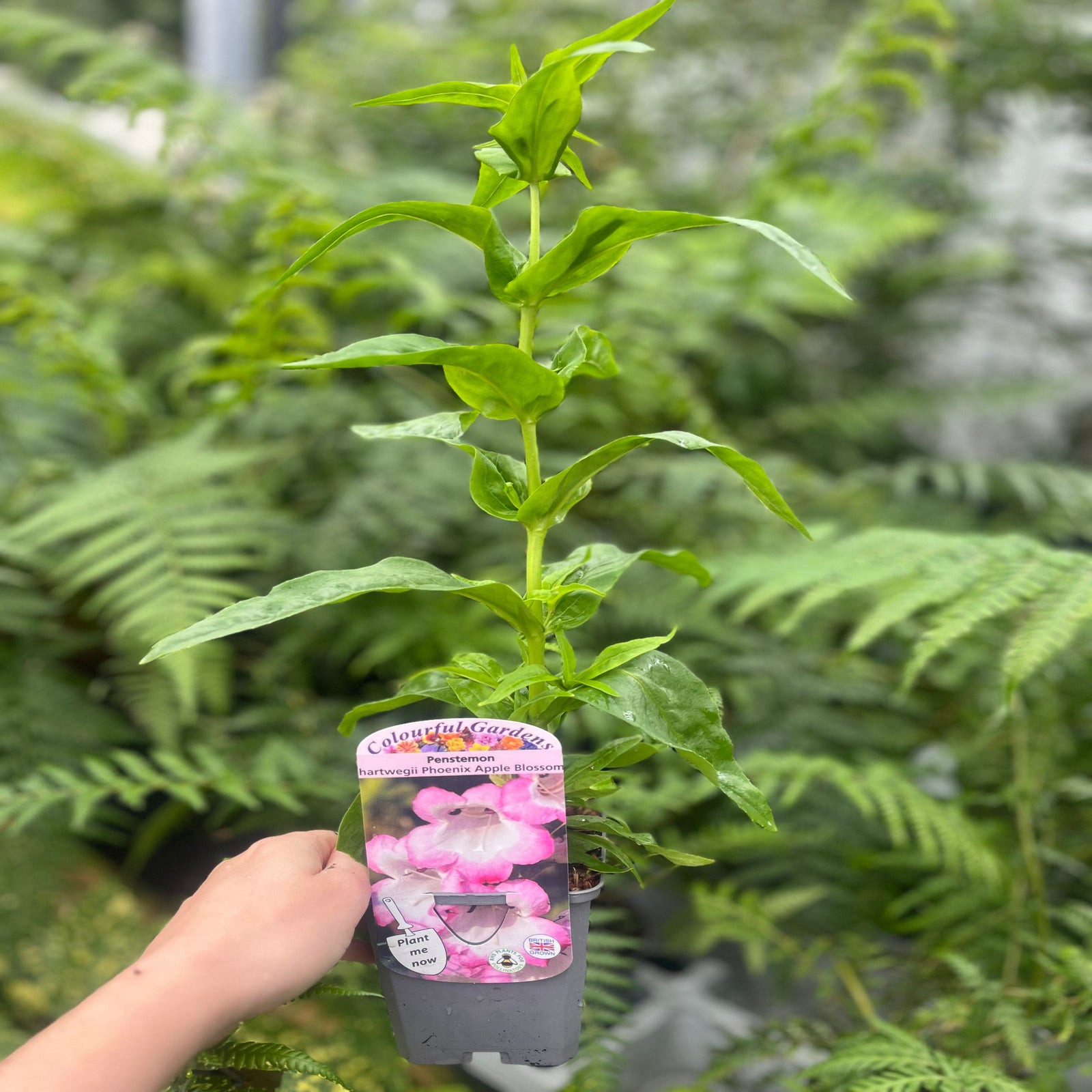 Penstemon Arabesque 'Appleblossom' 9cm/1.5L/2L