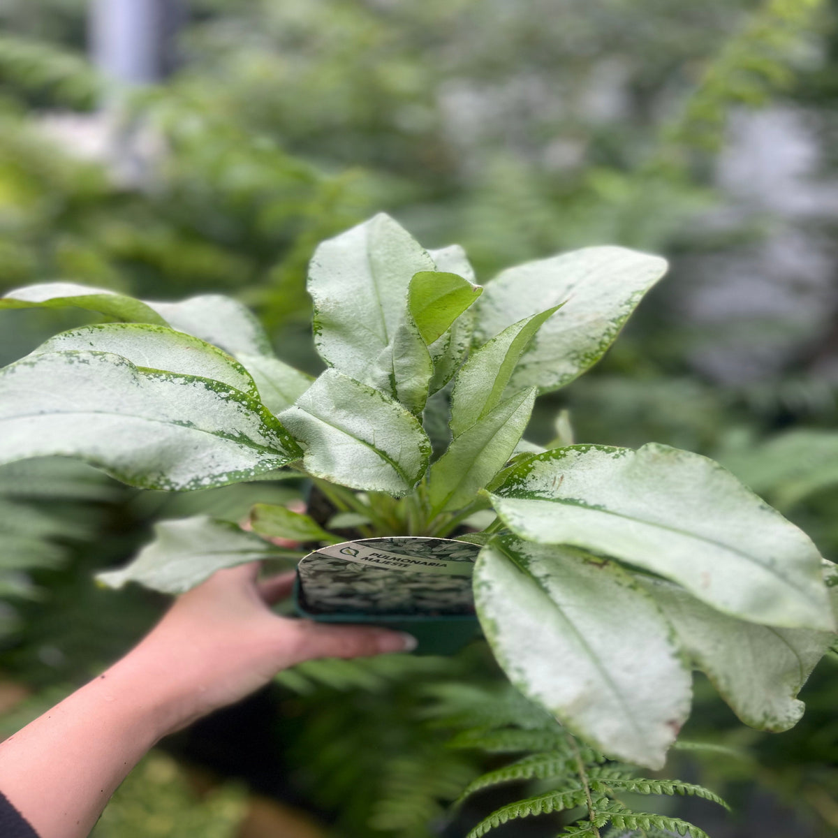 Pulmonaria &#39;Majeste&#39; 9cm/2L