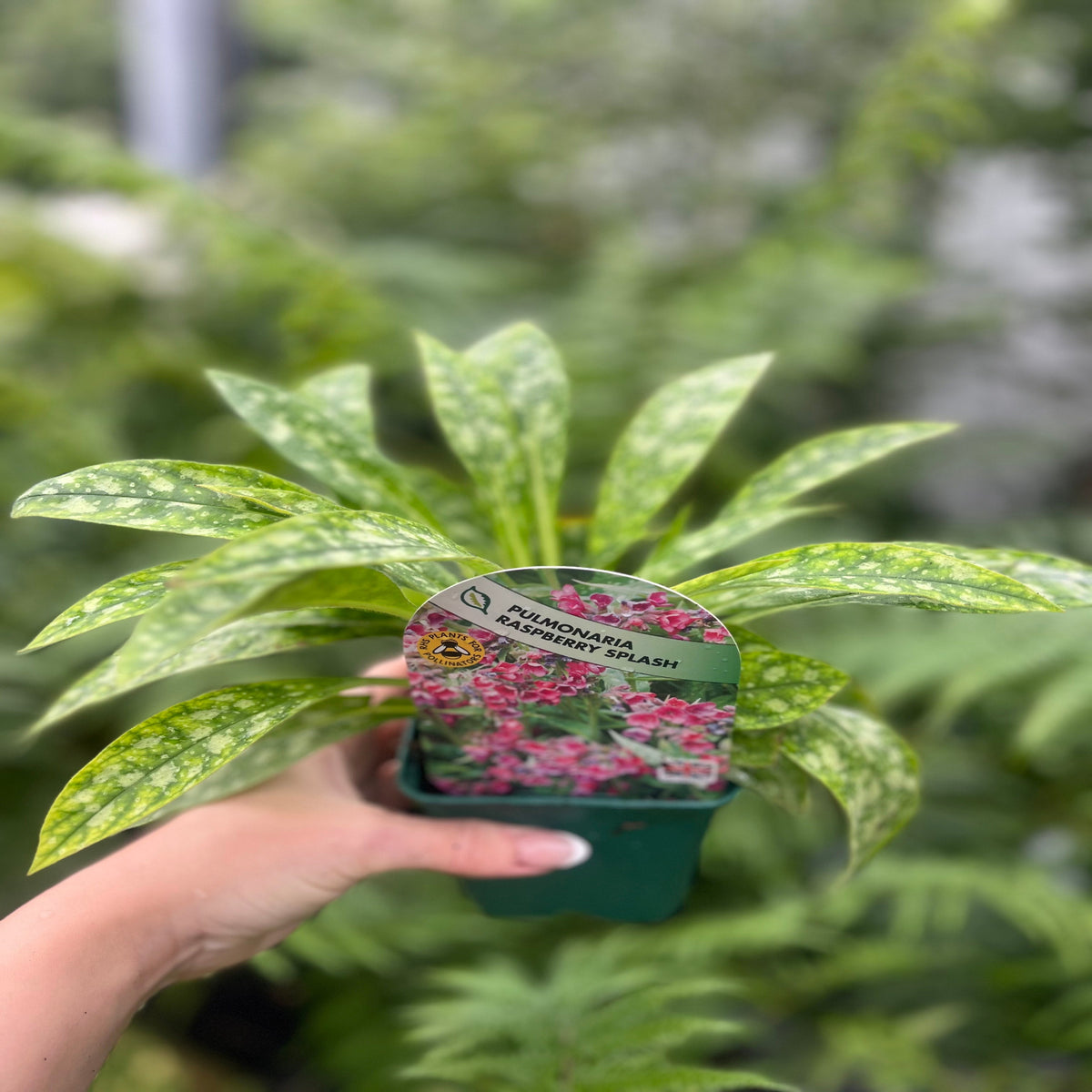 A hand holds a Pulmonaria &#39;Raspberry Splash&#39; 9cm/2L pot, a shade perennial with green leaves speckled with silver. The label displays pink flowers, with blurred woodland plants in the background.