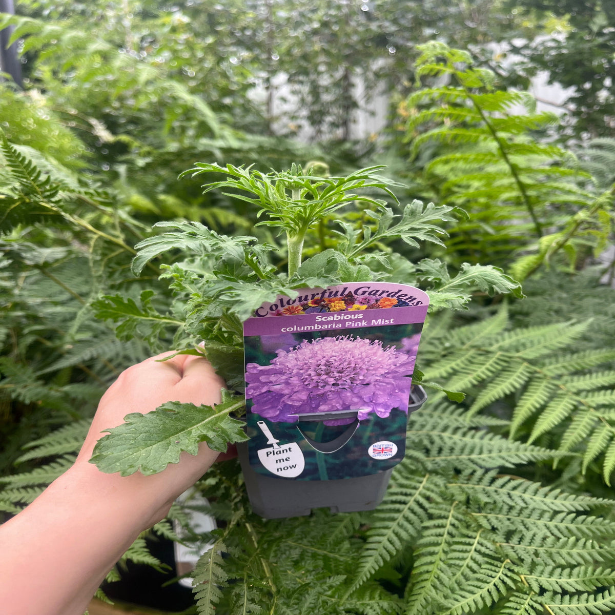 A hand holds a potted Scabious &#39;Pink Mist&#39; 9cm/2L, a hardy perennial with a label showing purple flowers. Lush green fern leaves fill the background.