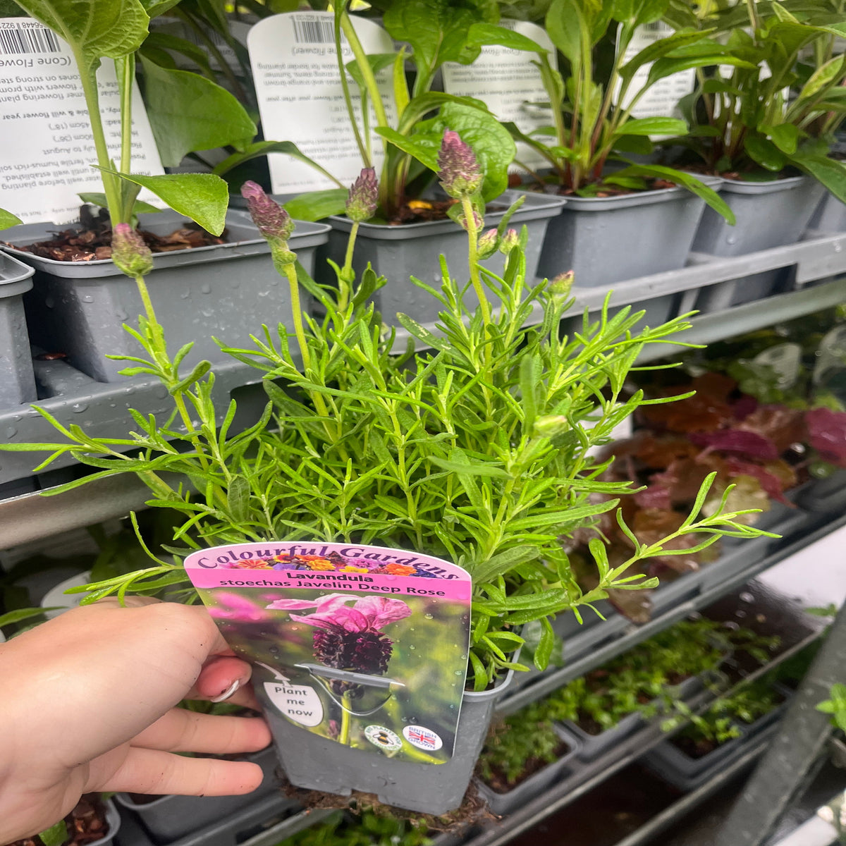 A hand holds a Lavender stoechas &#39;Javelin Rose&#39; 9cm, a drought-tolerant perennial, in front of shelves with various potted plants at a garden center.