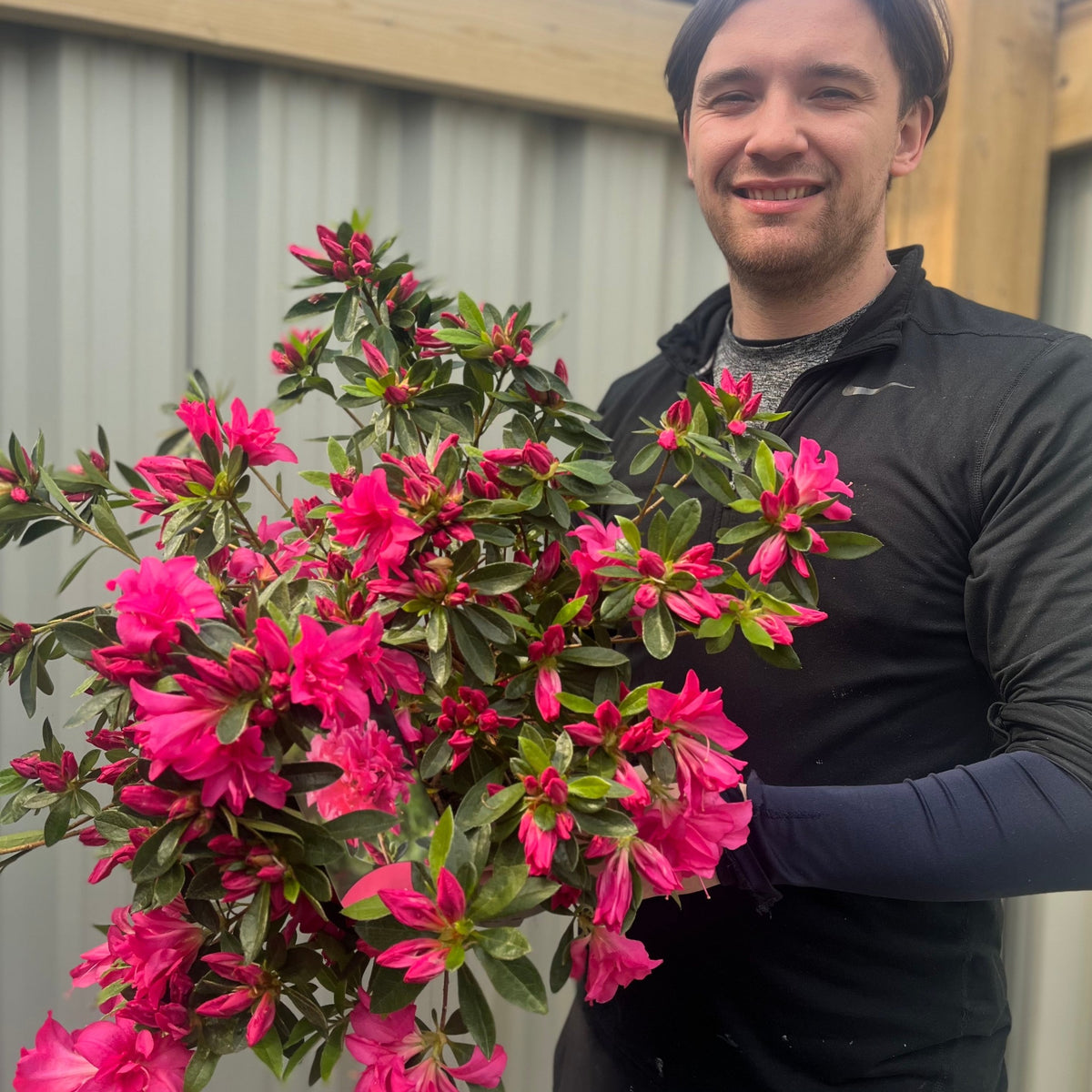 A smiling person in a black top holds a large bouquet of Azalea japonica &#39;Rosa&#39; 2L, featuring vibrant pink flowers, while standing in front of a gray corrugated metal wall and wooden beams.