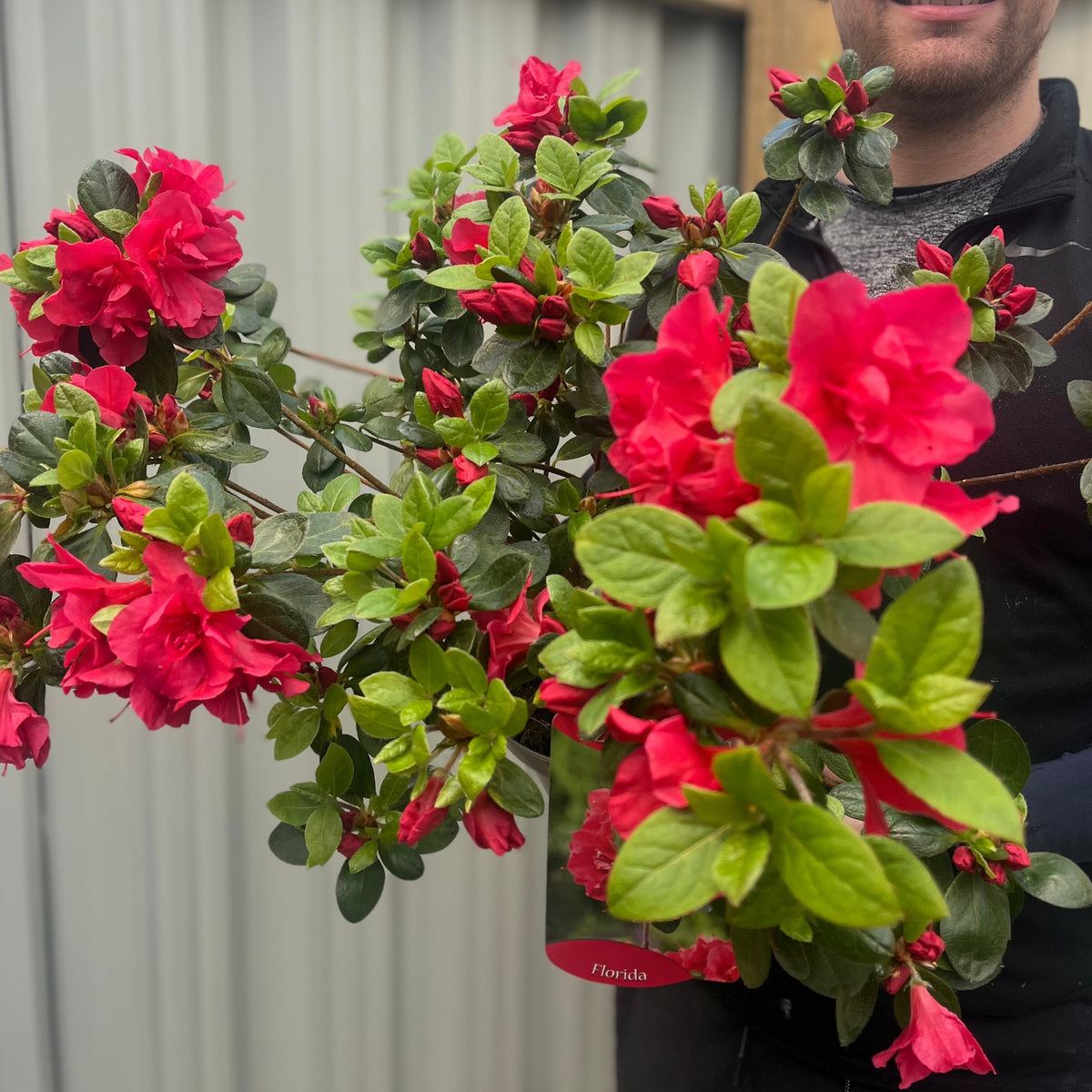 Azalea Florida 1.5L / 5L