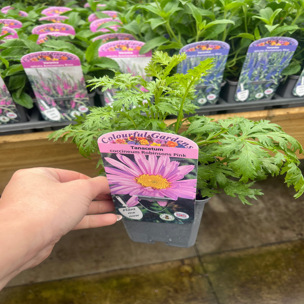 A hand holds a Tanacetum coccineum &#39;Robinson&#39;s Pink&#39; 9cm, a perennial with pink daisy-like blooms. More labeled plants in black pots are displayed on a table in the background.