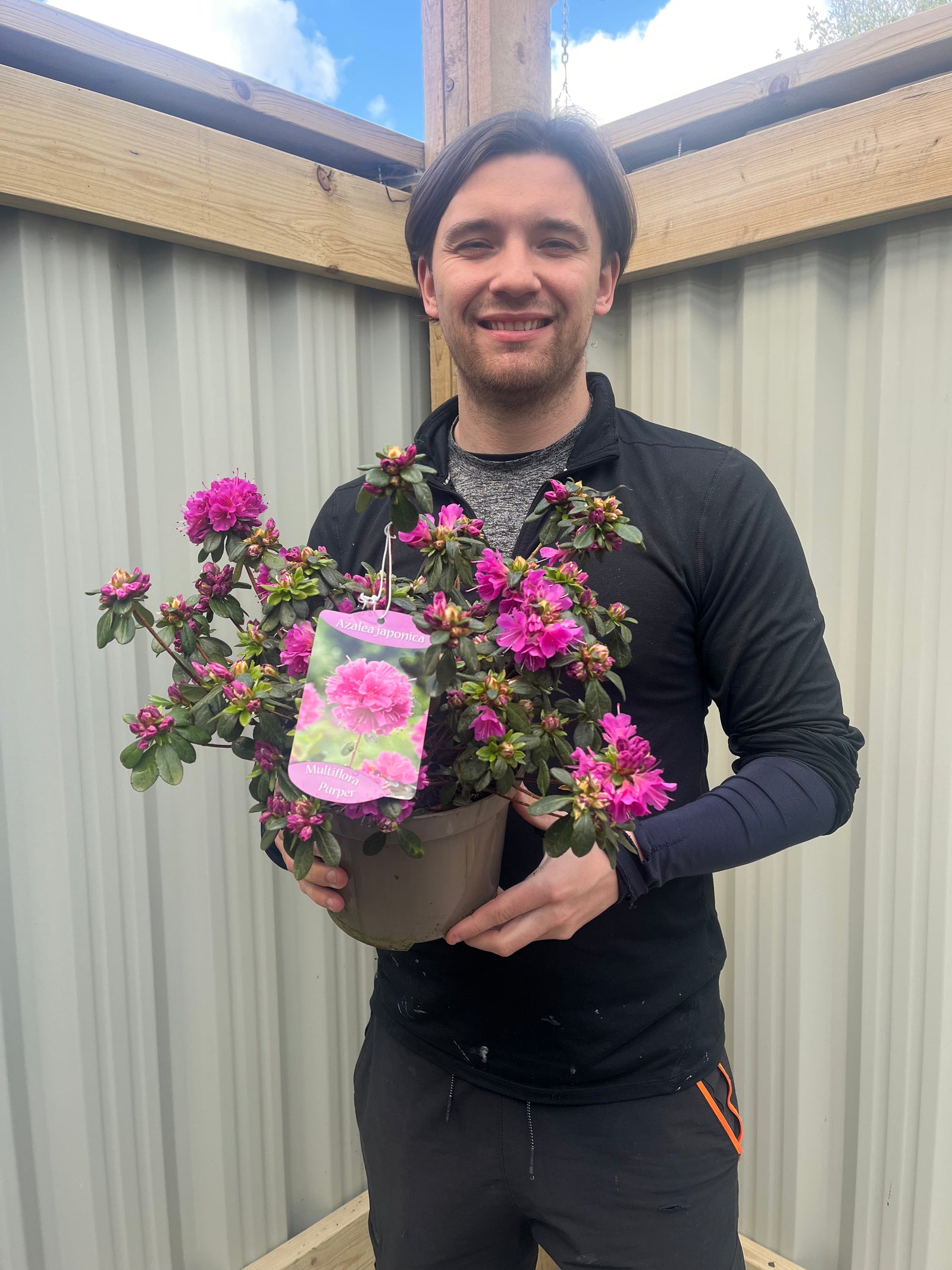 A man with dark hair, in a black long-sleeve shirt, stands in a wooden and metal shed smiling as he holds an Azalea japonica 'Multiflora Purper' 1.5L potted plant with vibrant pink flowers.