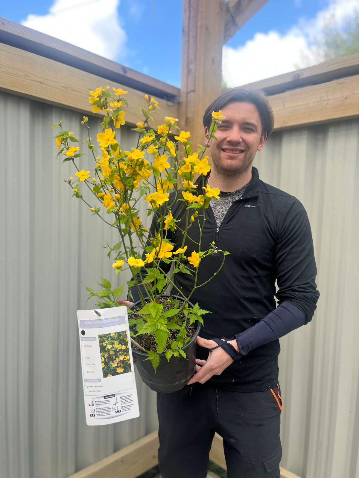 Kerria japonica &#39;Golden Guinea&#39; 3L