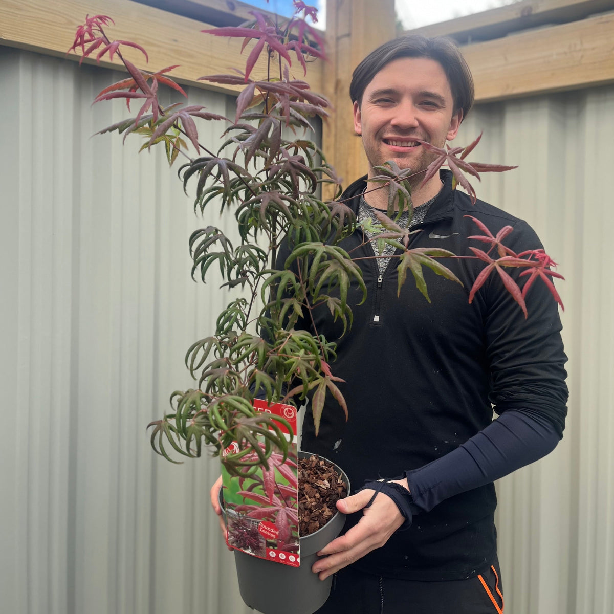 Acer palmatum &#39;Starfish&#39; 3L