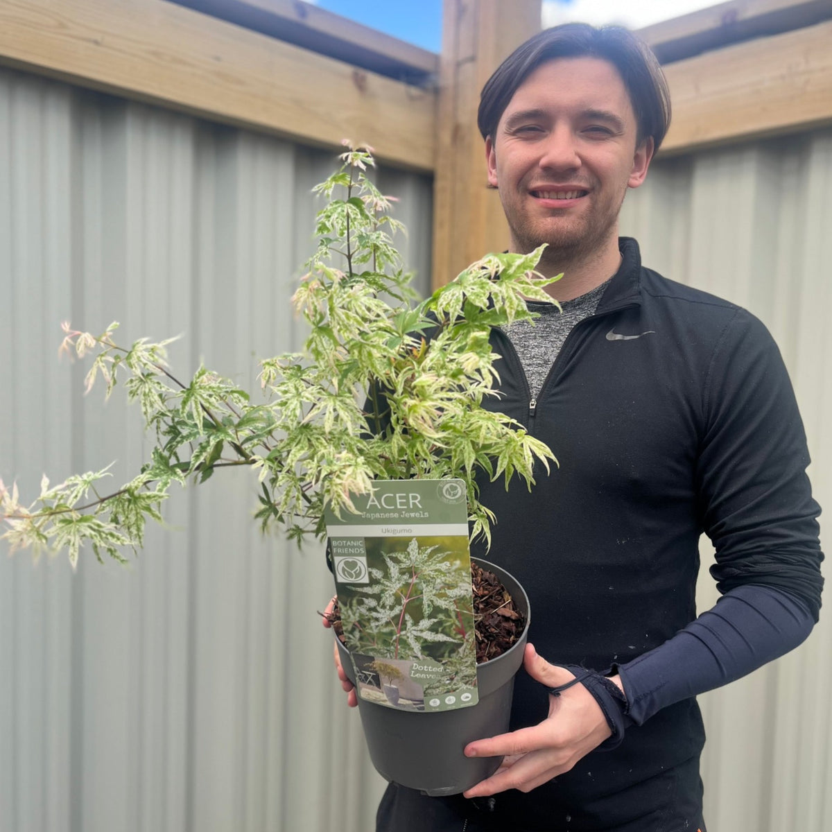 A person with brown hair smiles while holding an Acer palmatum &#39;Ukigumo&#39; 3L in a garden with wooden beams and corrugated metal walls in the background.
