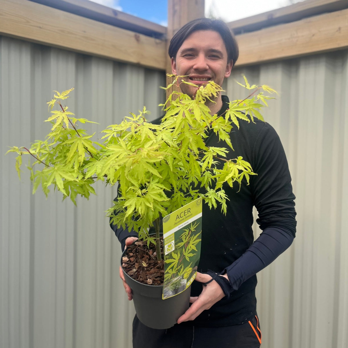 Acer palmatum &#39;Anne-Irene&#39; 3L