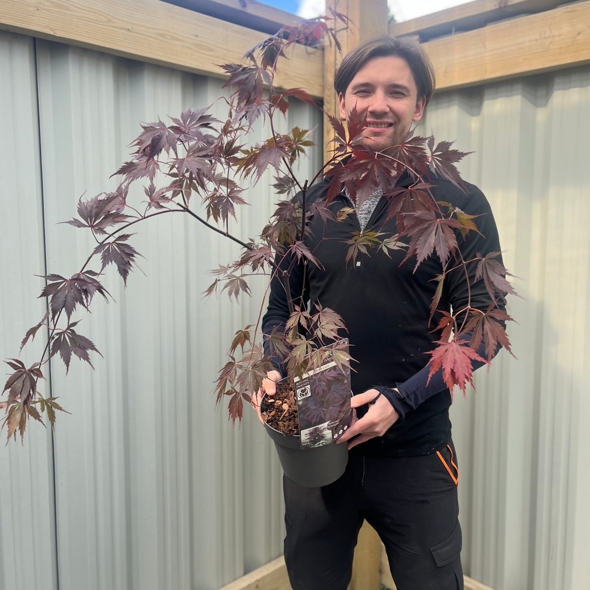 A smiling person stands in a wooden and metal outdoor area, holding an Acer palmatum &#39;Black Lace&#39; 3L, a potted Japanese Maple with lacy foliage and dark red leaves.