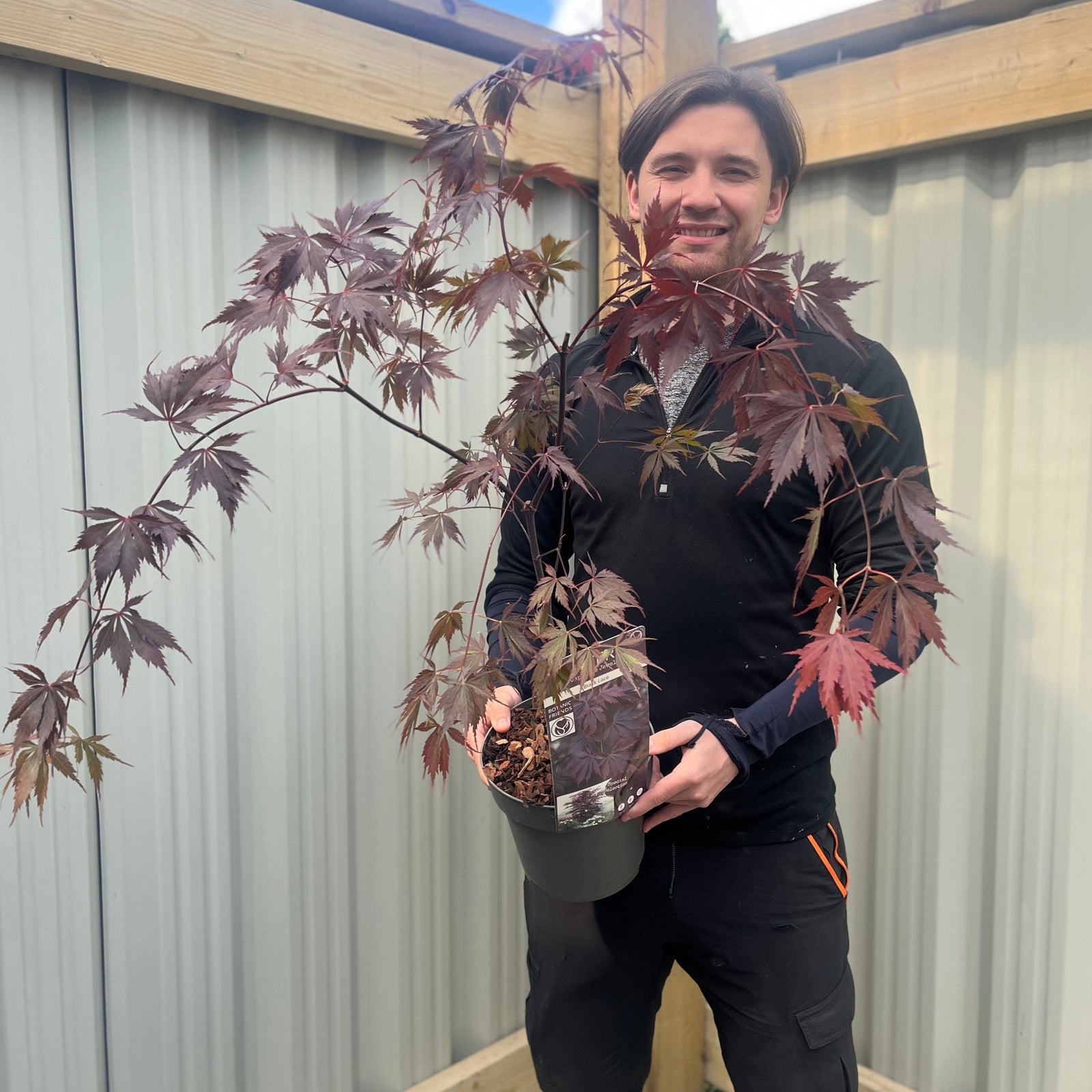 A smiling person stands in a wooden and metal outdoor area, holding an Acer palmatum 'Black Lace' 3L, a potted Japanese Maple with lacy foliage and dark red leaves.