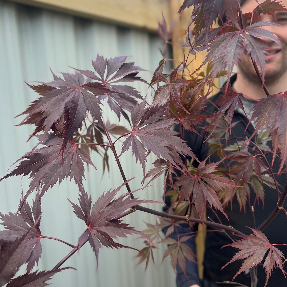 A person in a black jacket stands behind Acer palmatum &#39;Black Lace&#39; 3L, with its lacy red and purple foliage, in front of a corrugated metal wall and wooden beams.